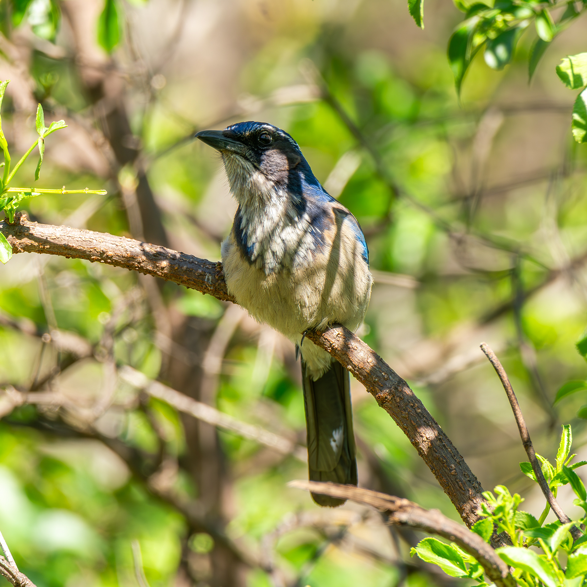 Scrub Jay