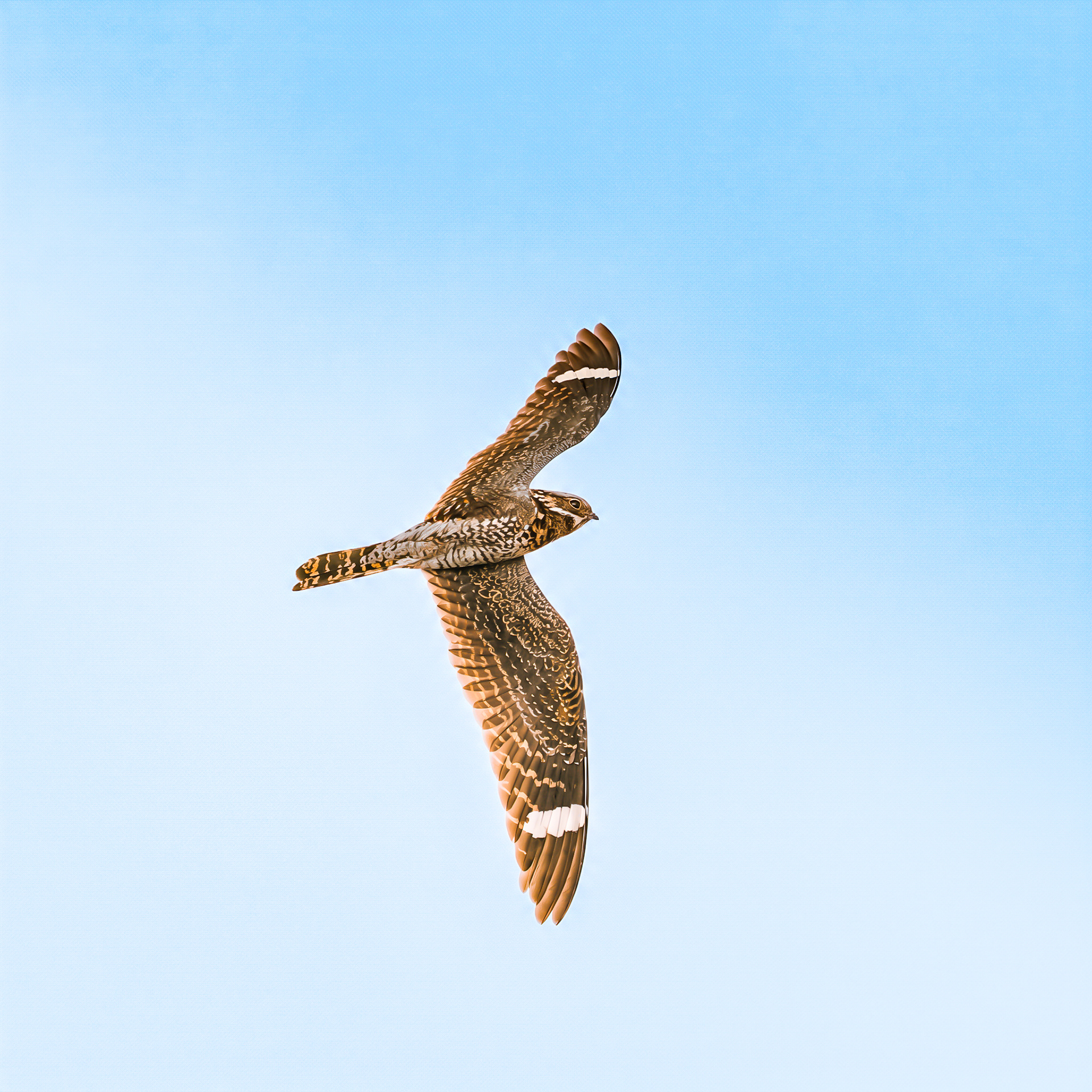 Lesser NIghthawk