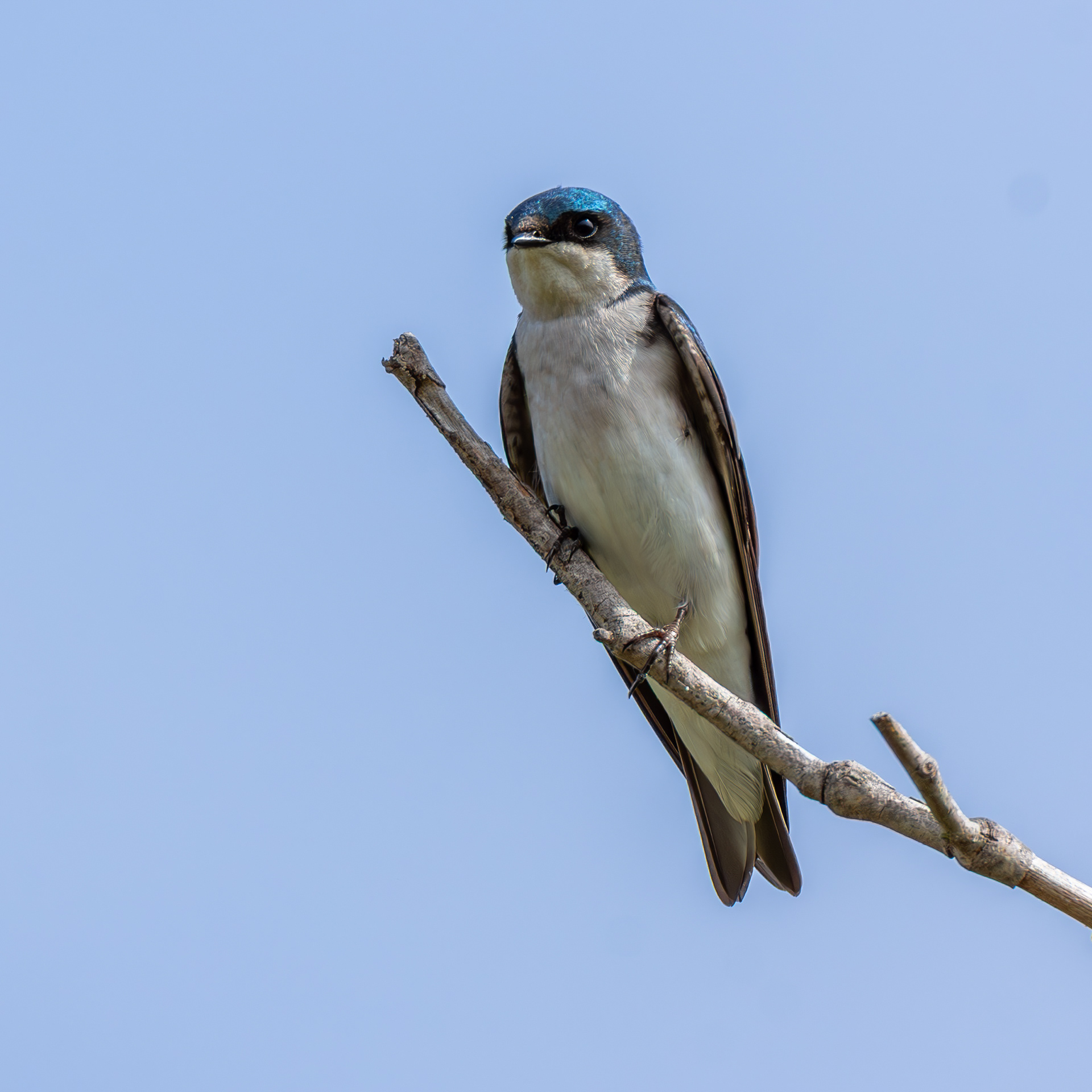 Tree Swallow