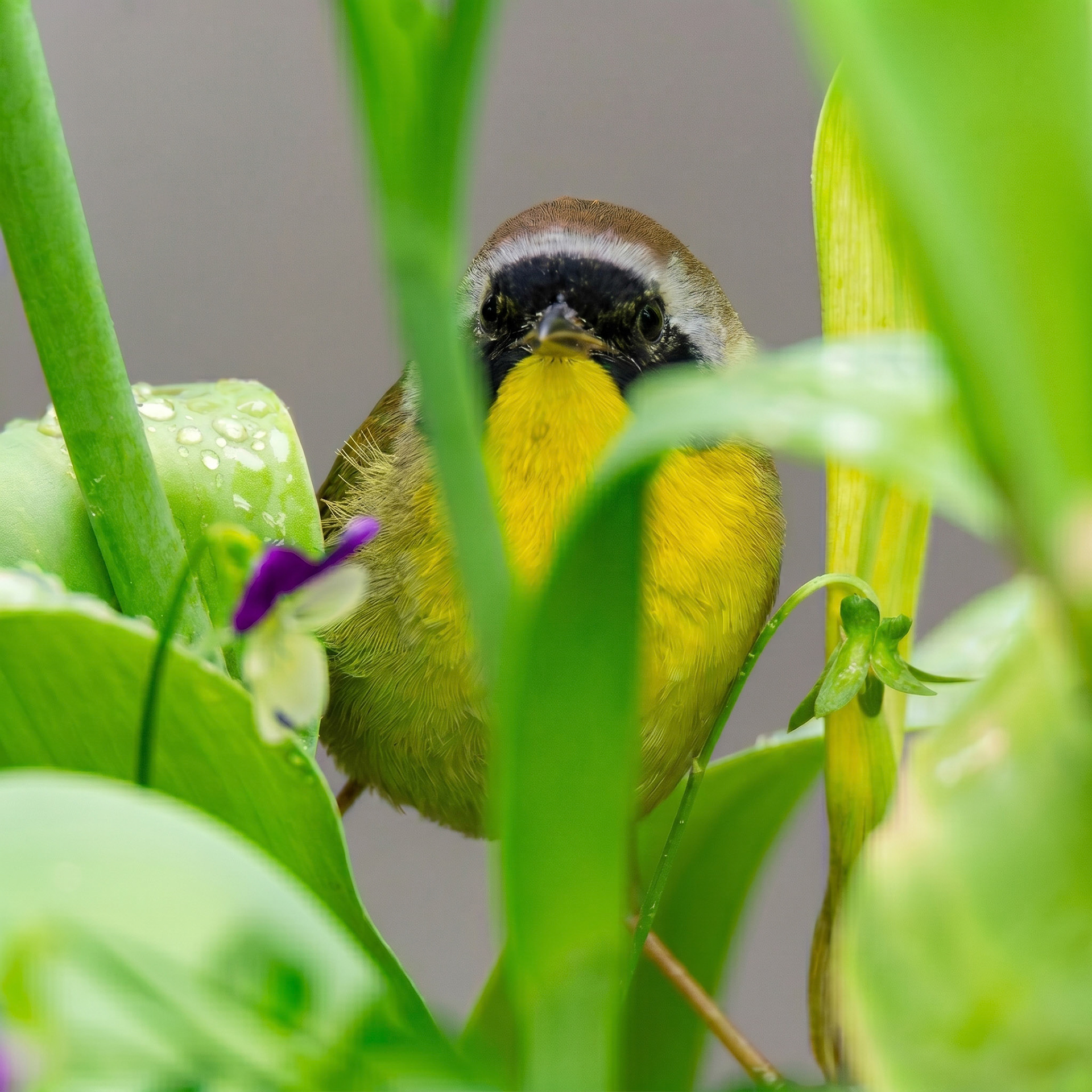 Common Yellowthroat