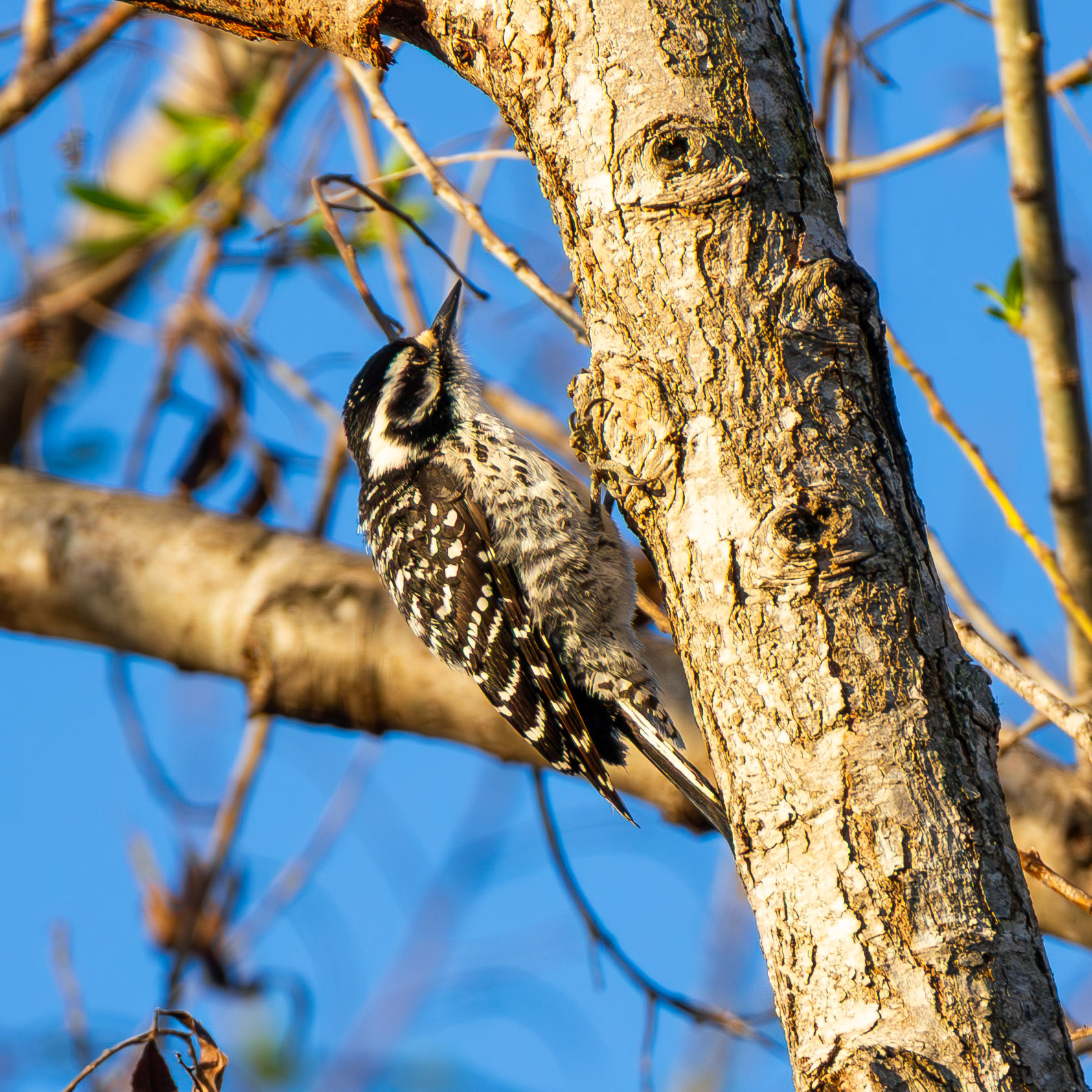 Nuttall's Woodpecker