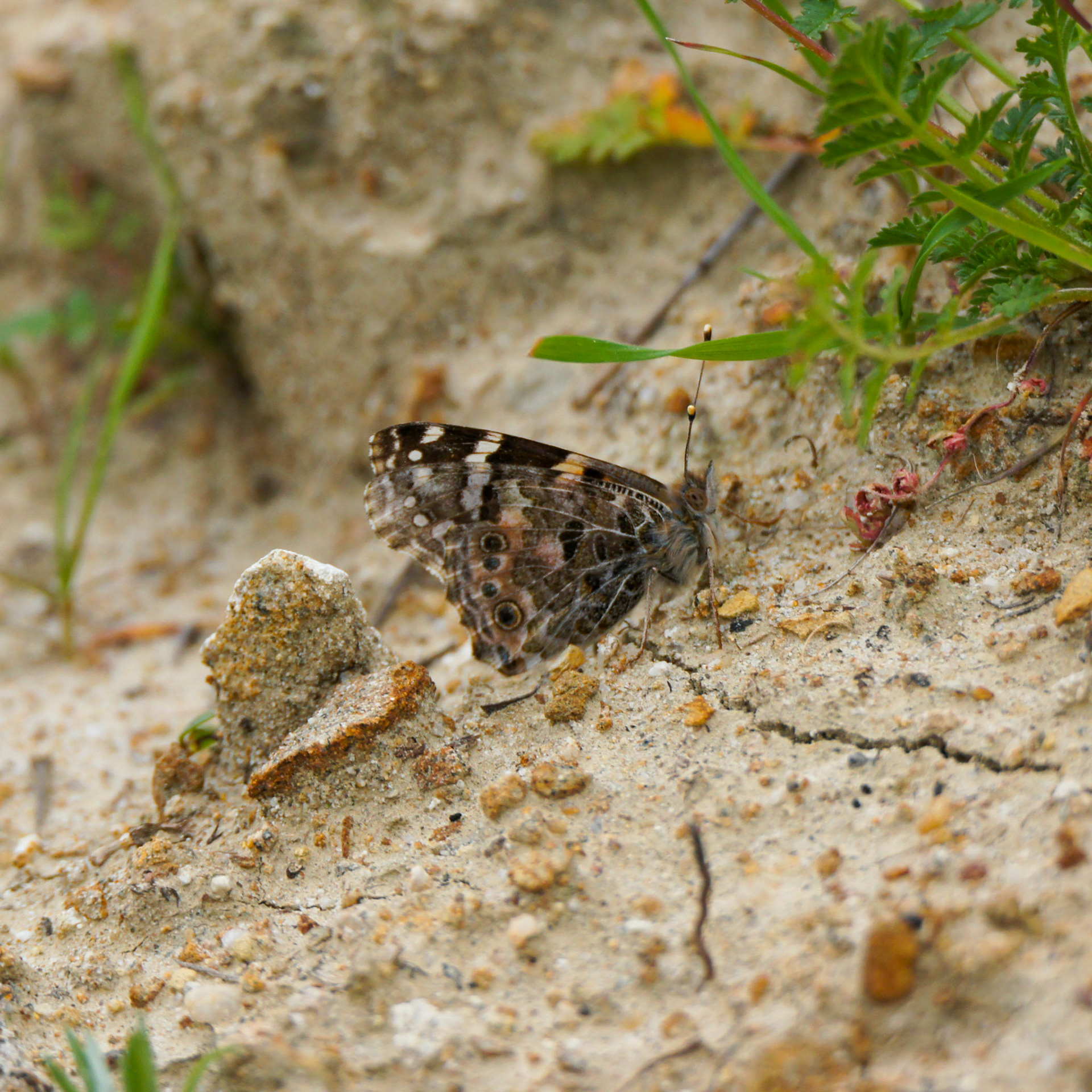 Painted Lady