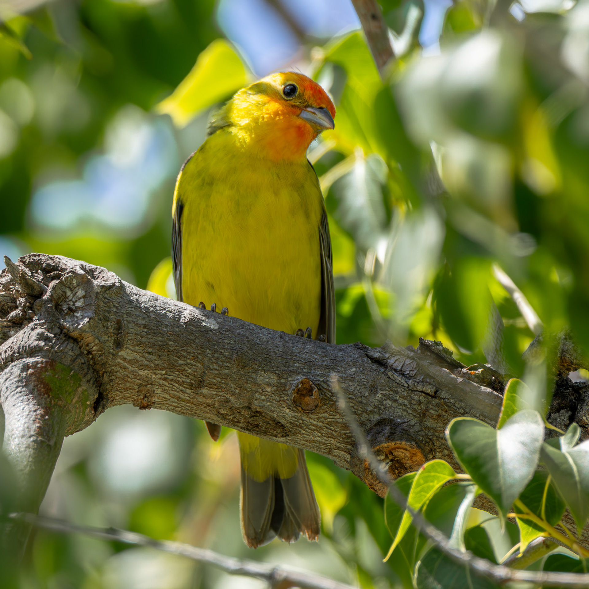Western Tanager