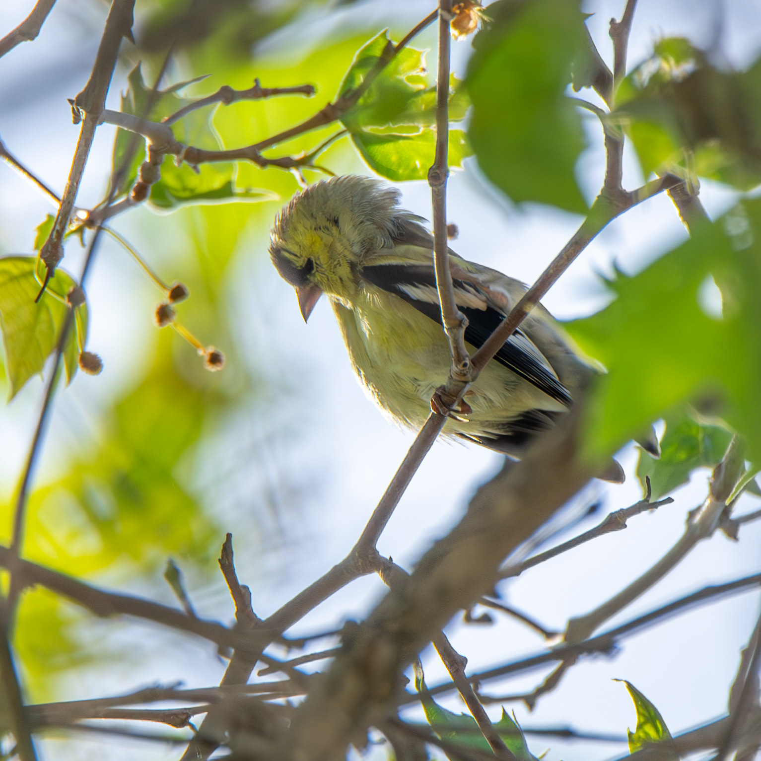 American Goldfinch
