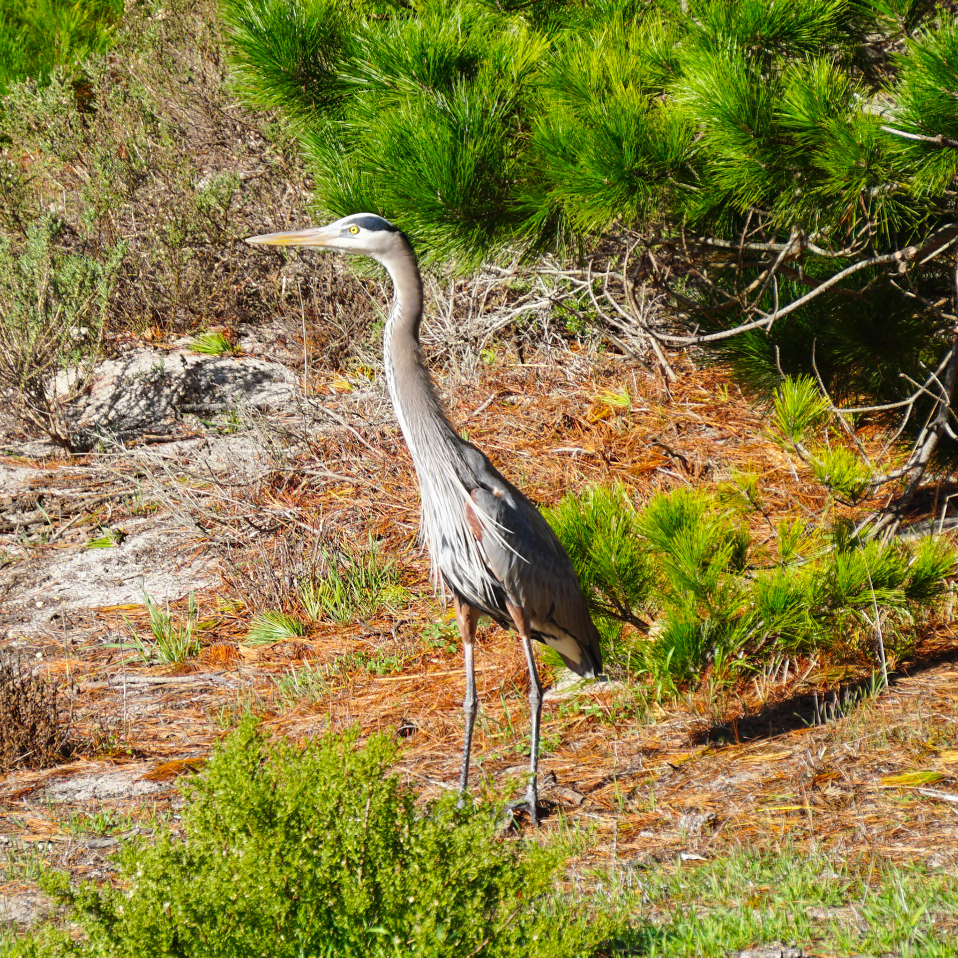 Great Blue Heron