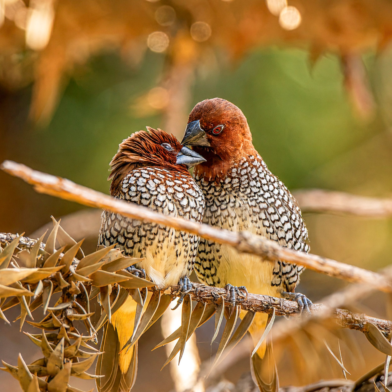 Scaly-Breasted Munia