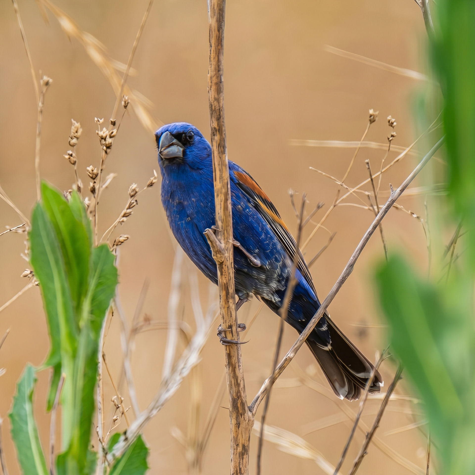 Blue Grosbeak