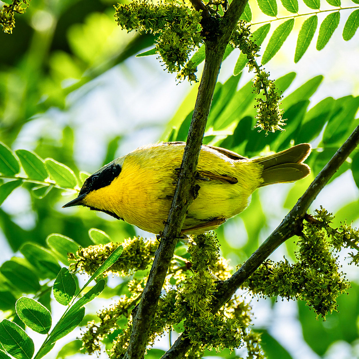 Common Yellowthroat