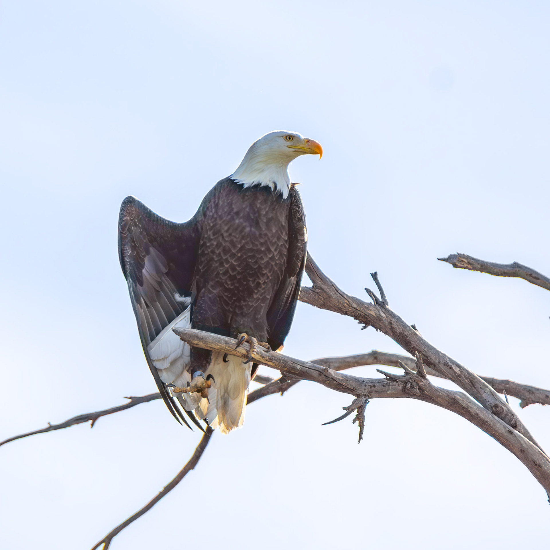 Bald Eagle