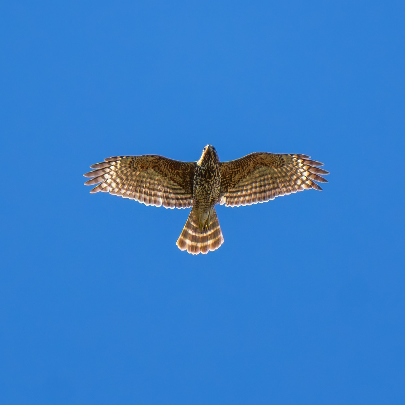 Red-Shouldered Hawk