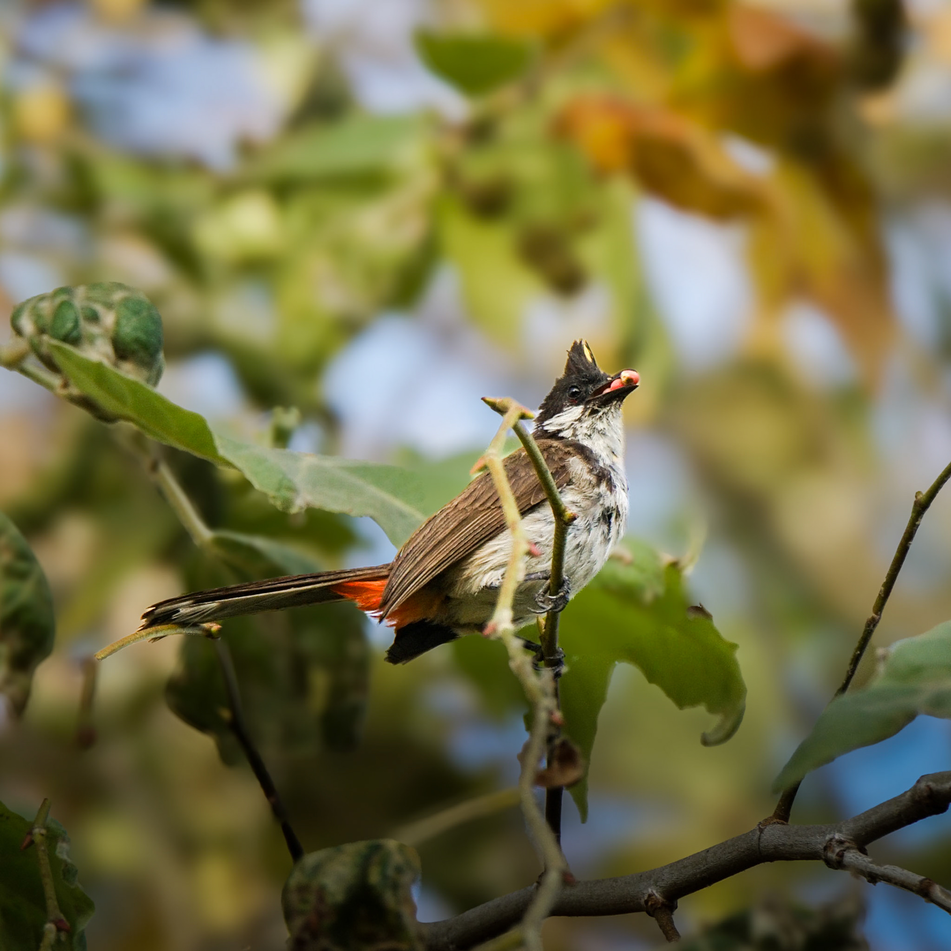 Red-Whiskered Bulbul