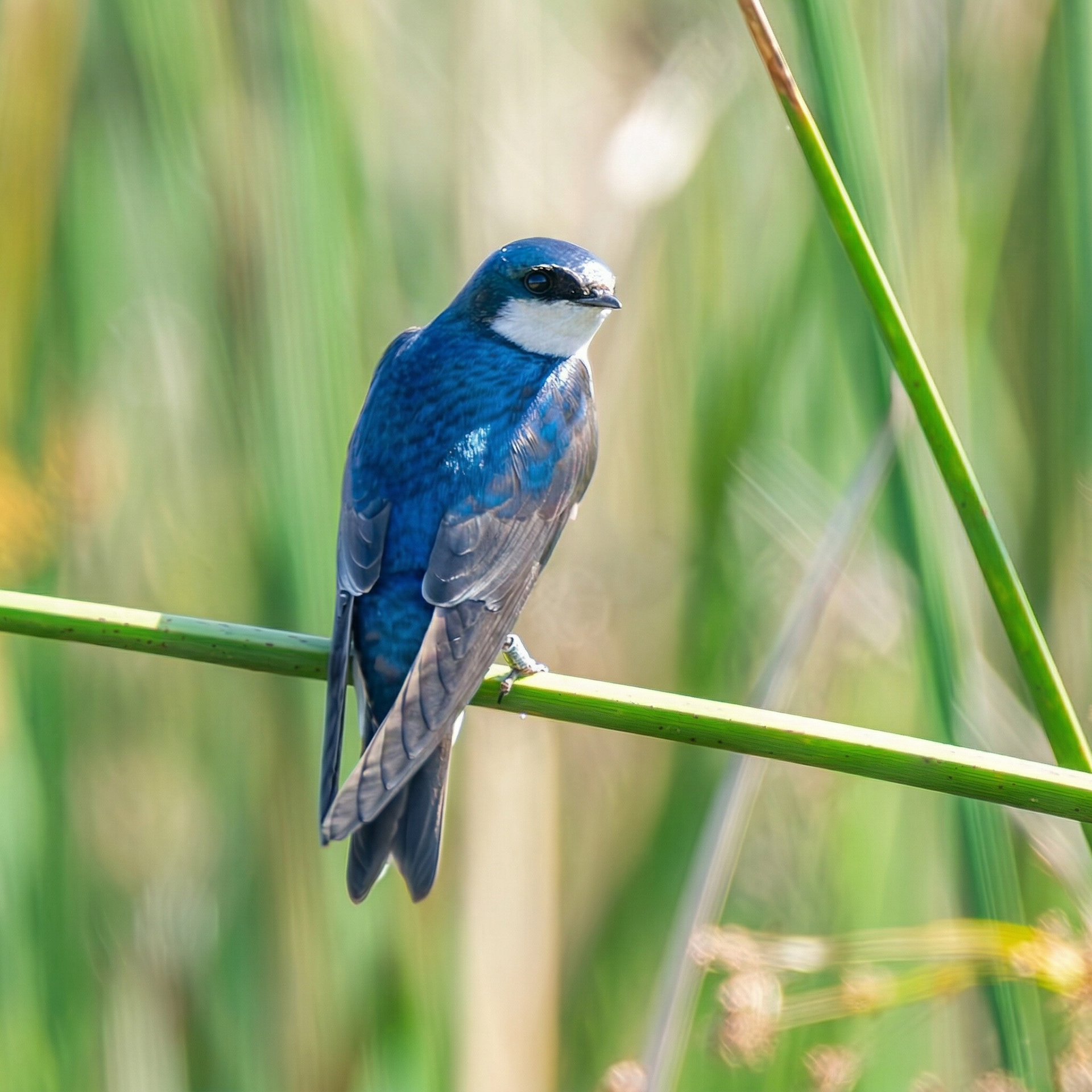 Tree Swallow