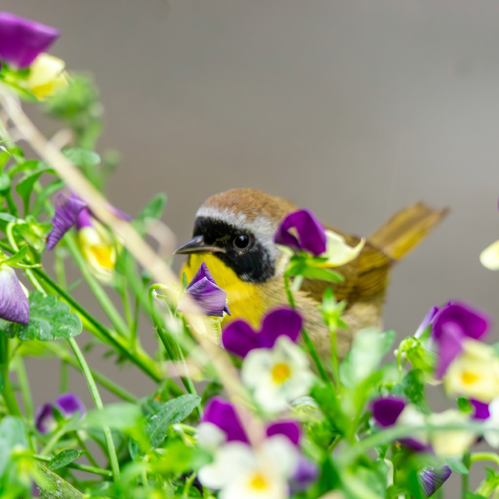 Common Yellowthroat