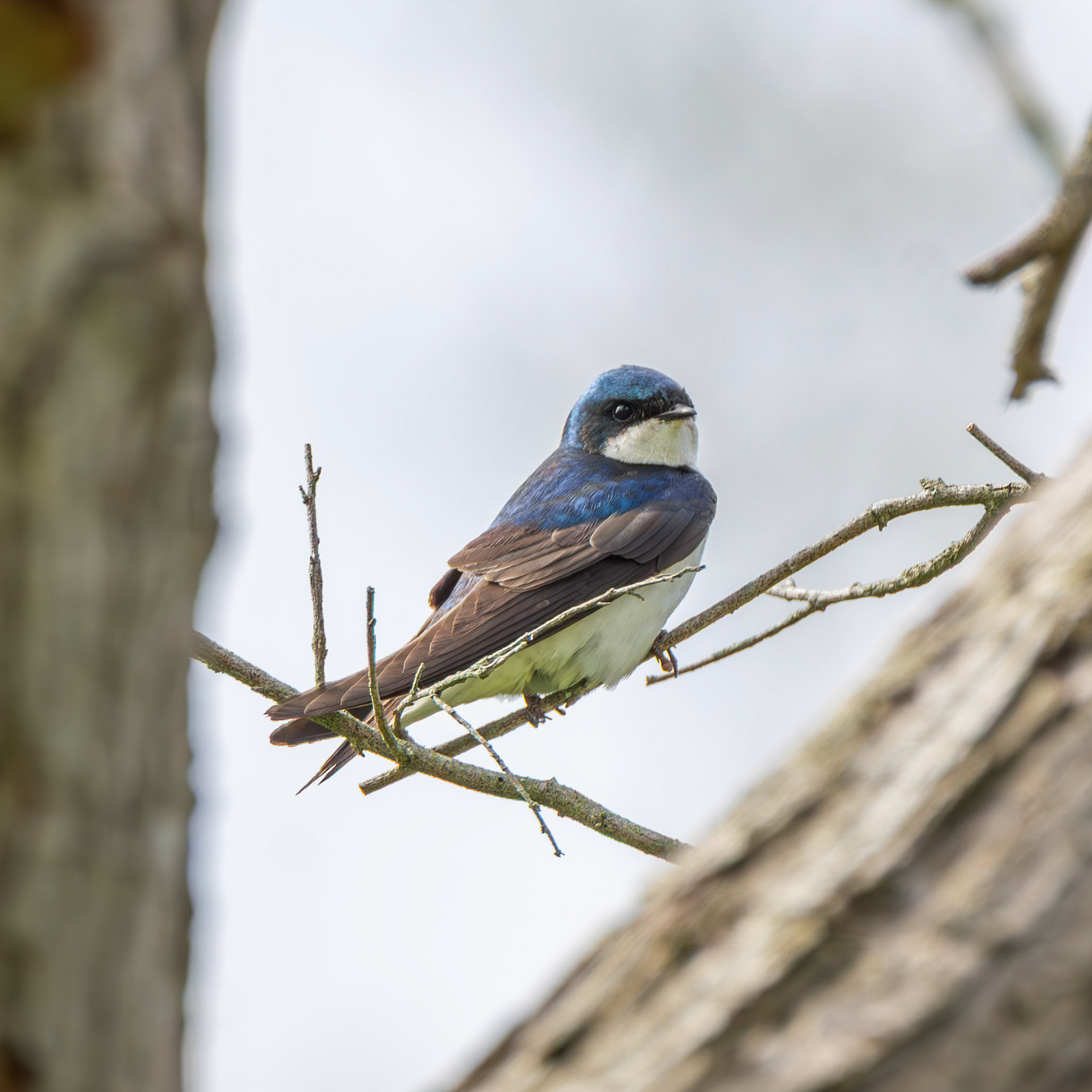 Tree Swallow