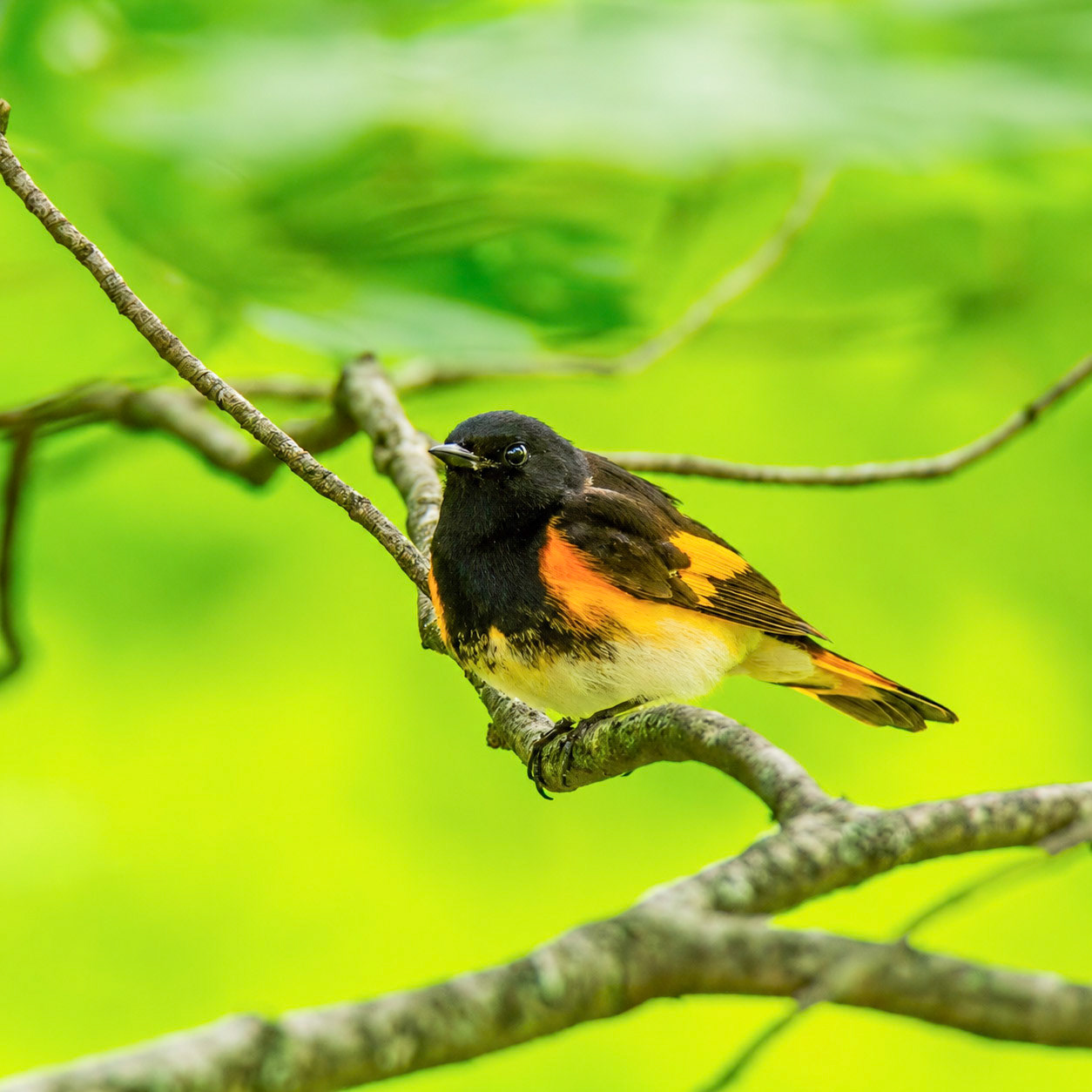 American Redstart