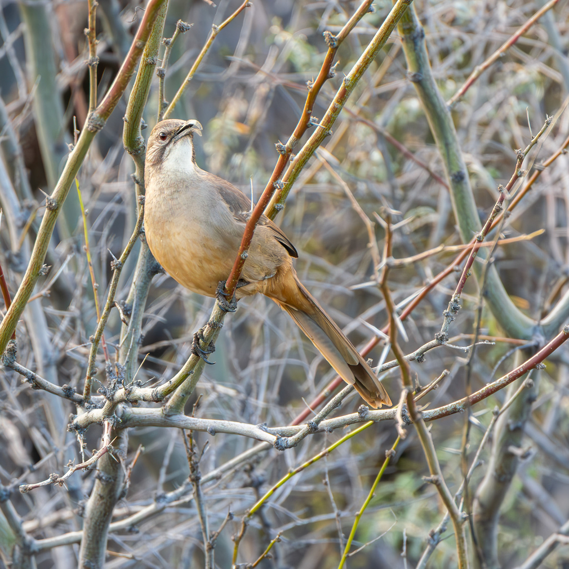 California Thrasher