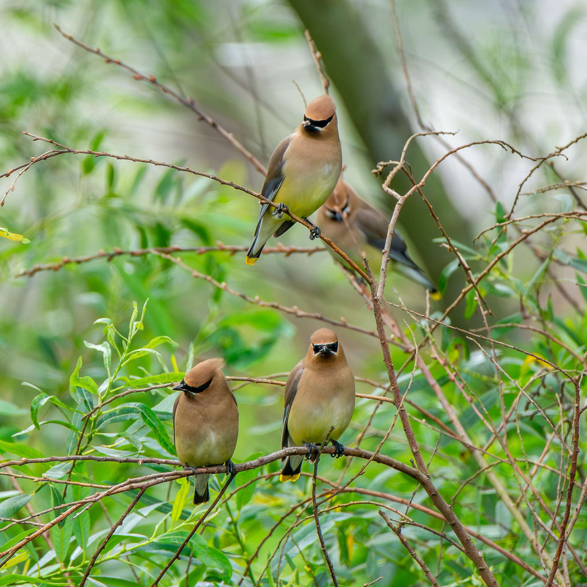 Cedar Waxwing