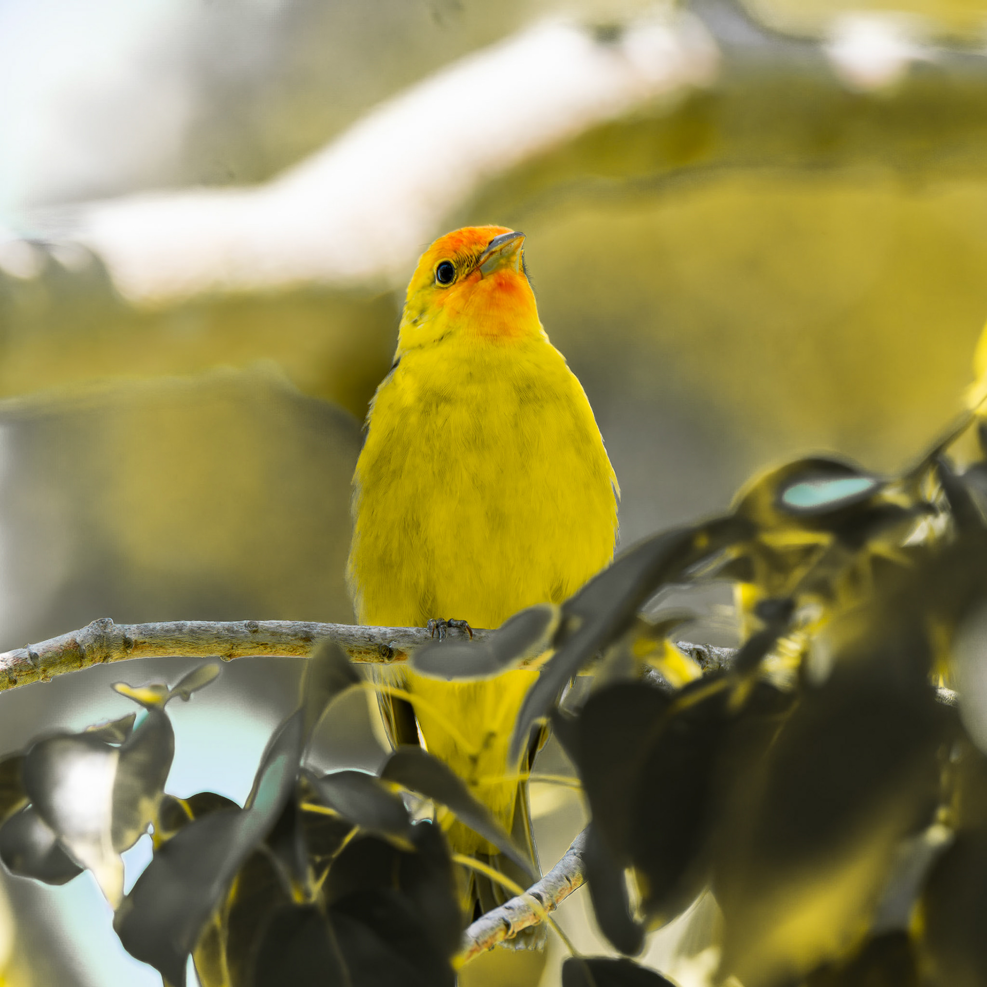 Western Tanager
