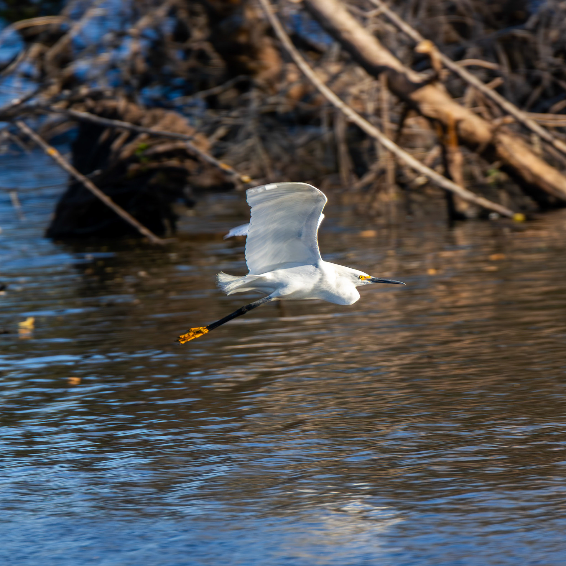Snowy Egret