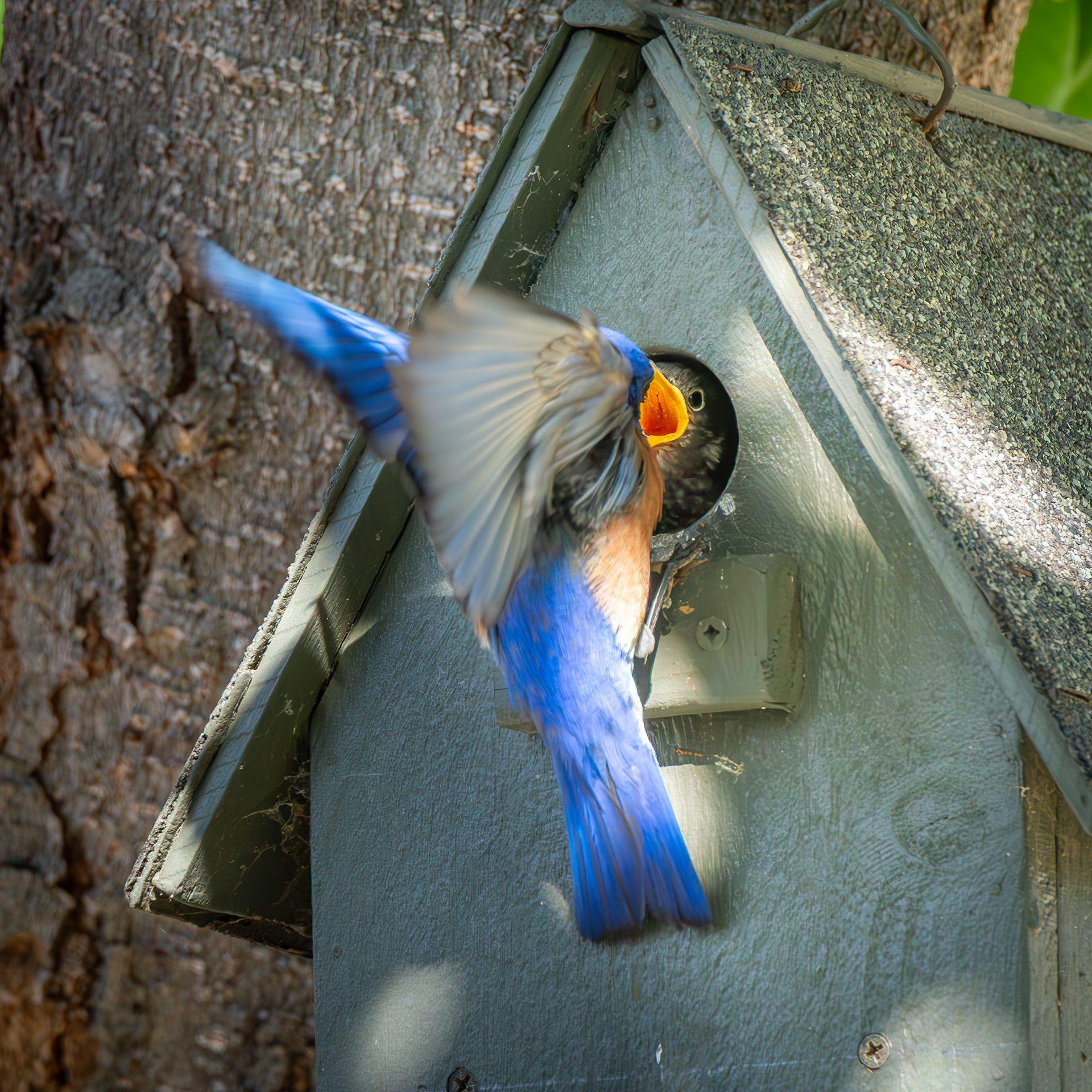 Western Bluebird