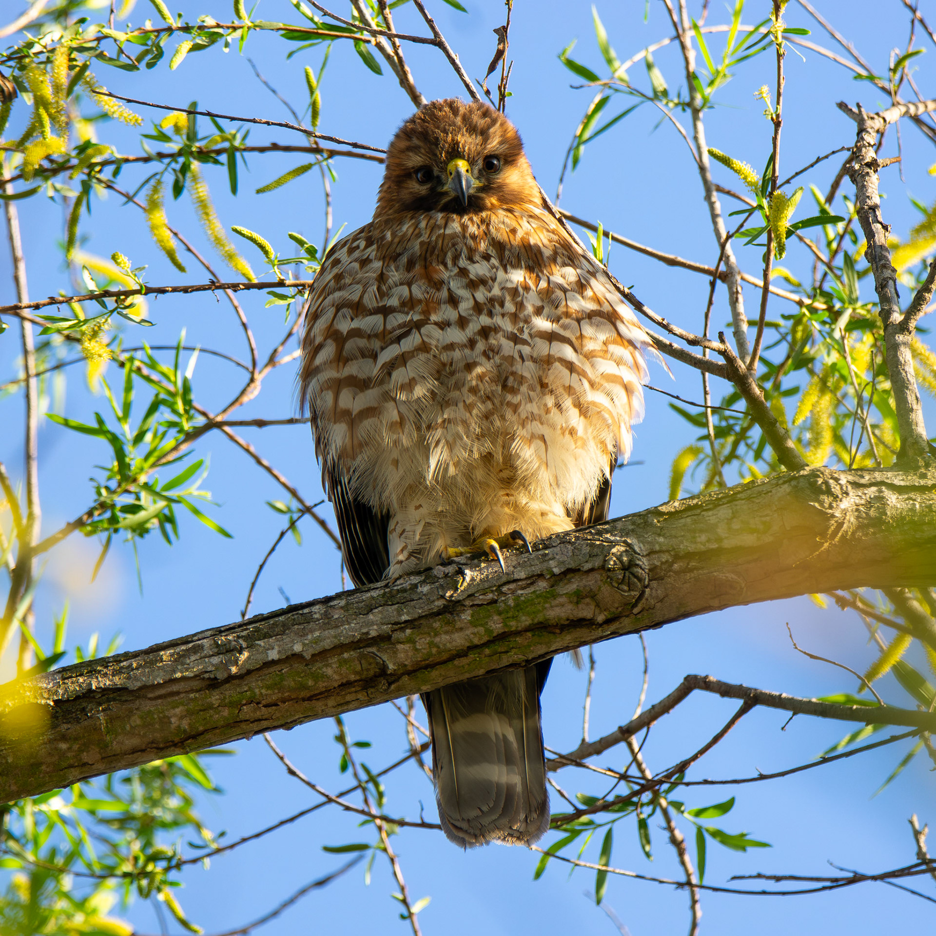 Red-Shouldered Hawk