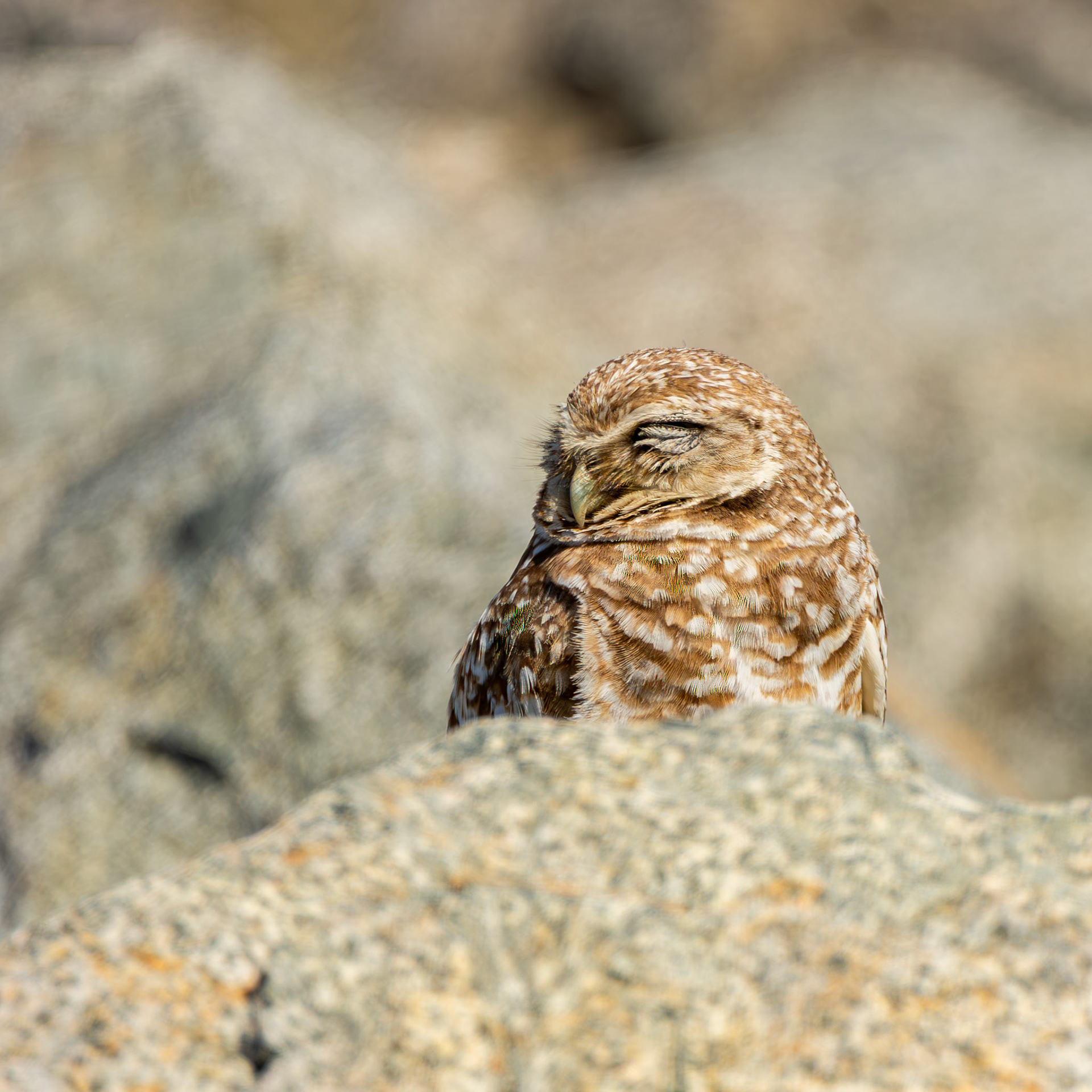 Burrowing Owl