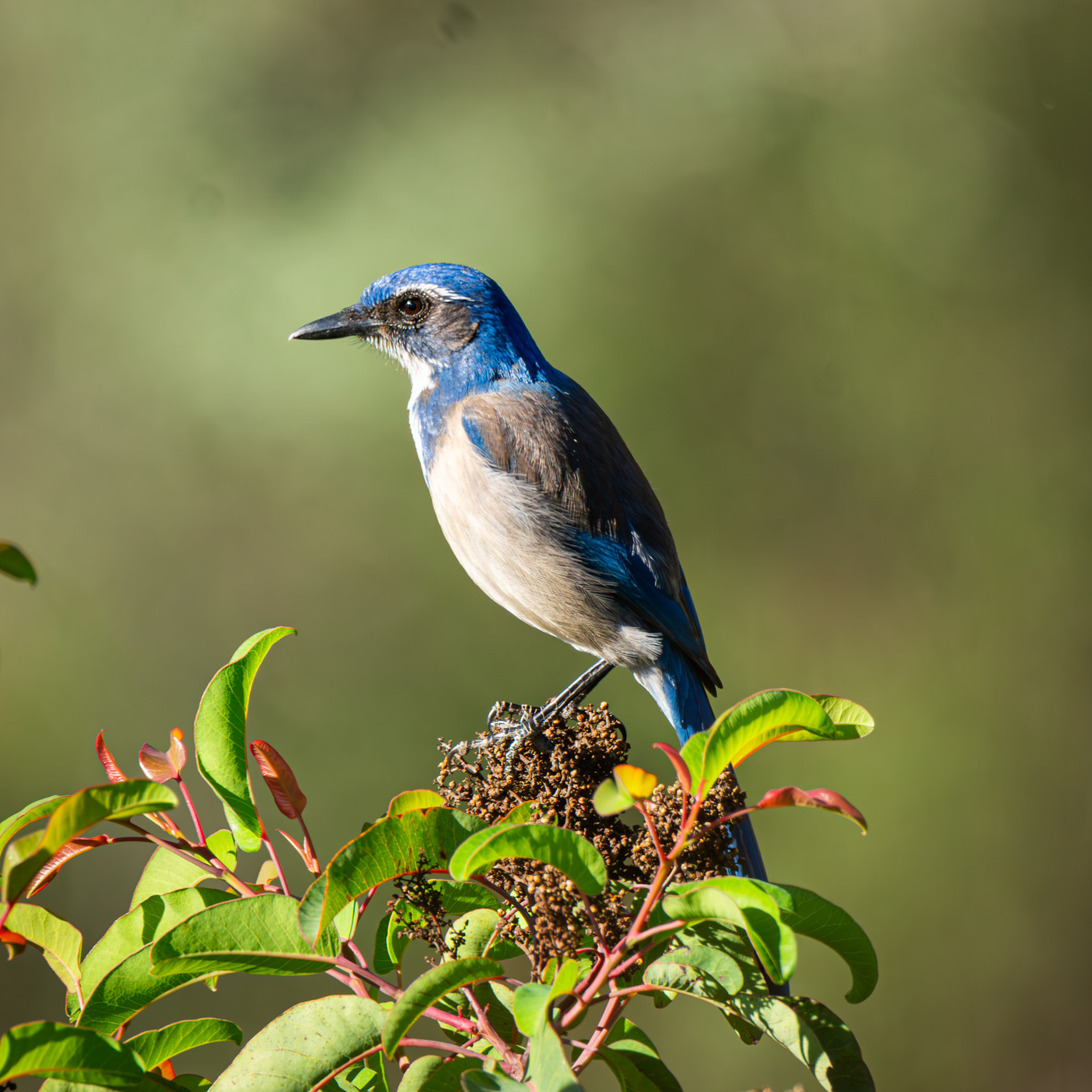 California Scrub Jay