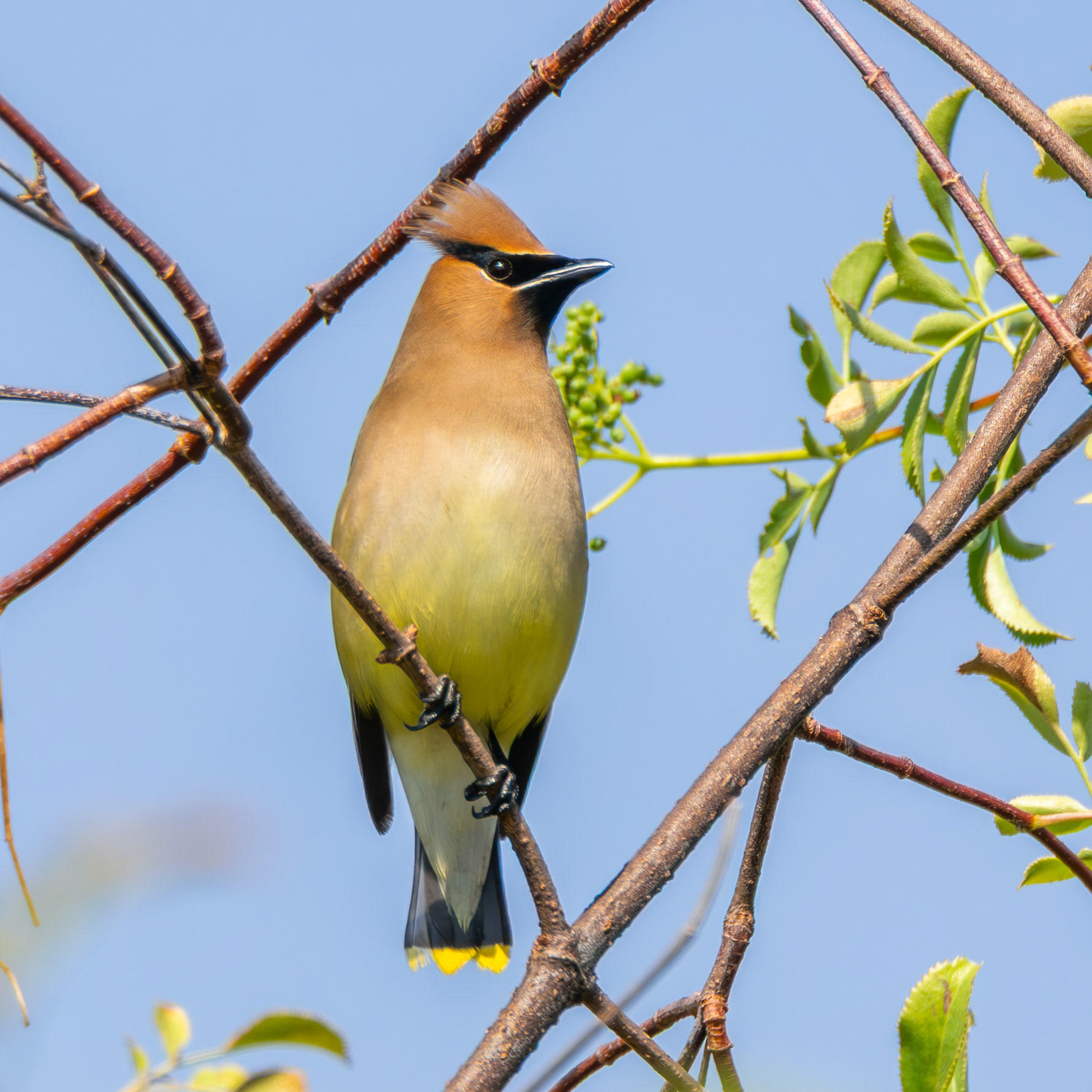 Cedar Waxwing