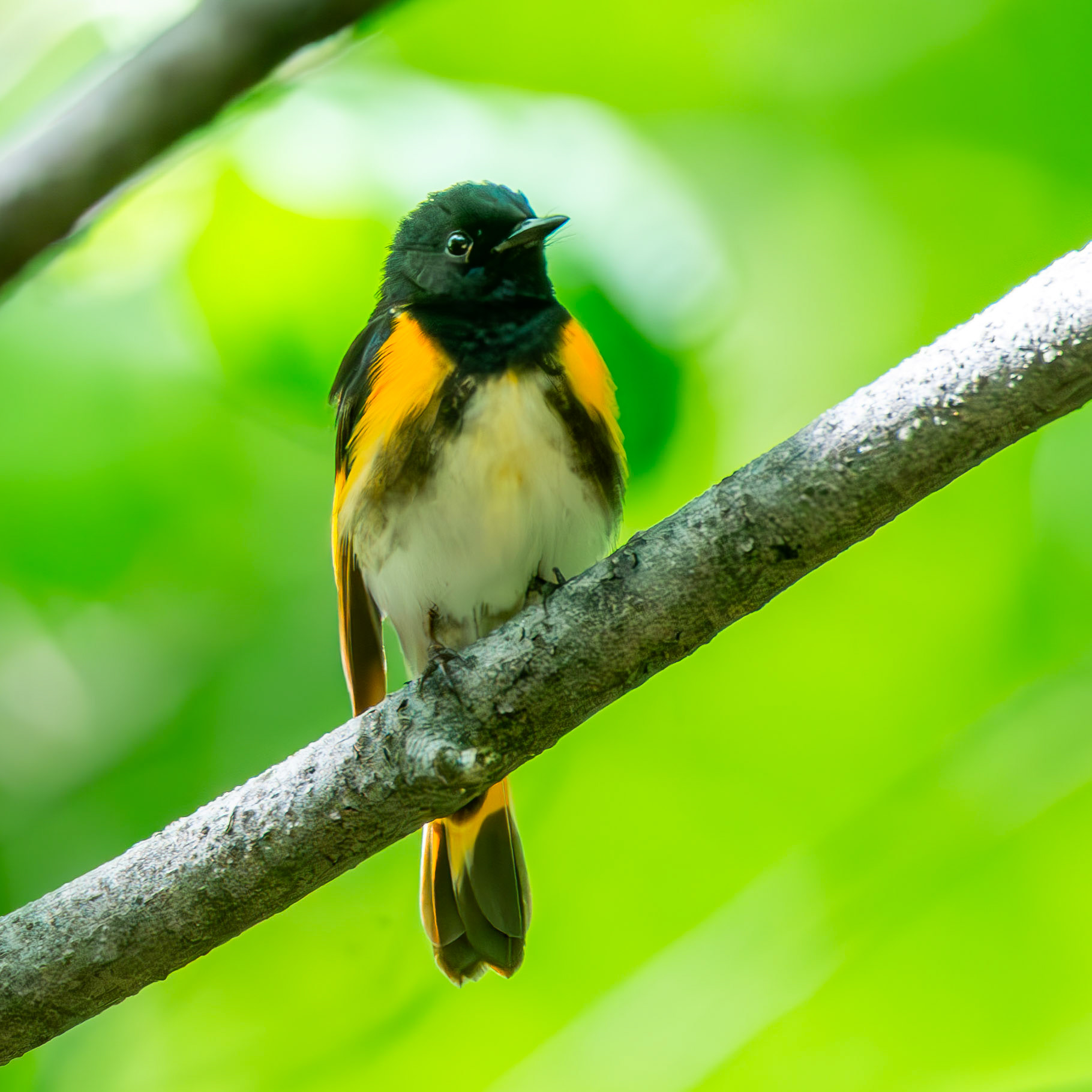 American Redstart