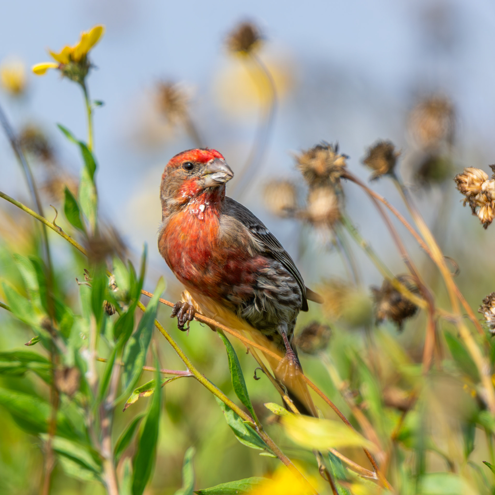 House Finch