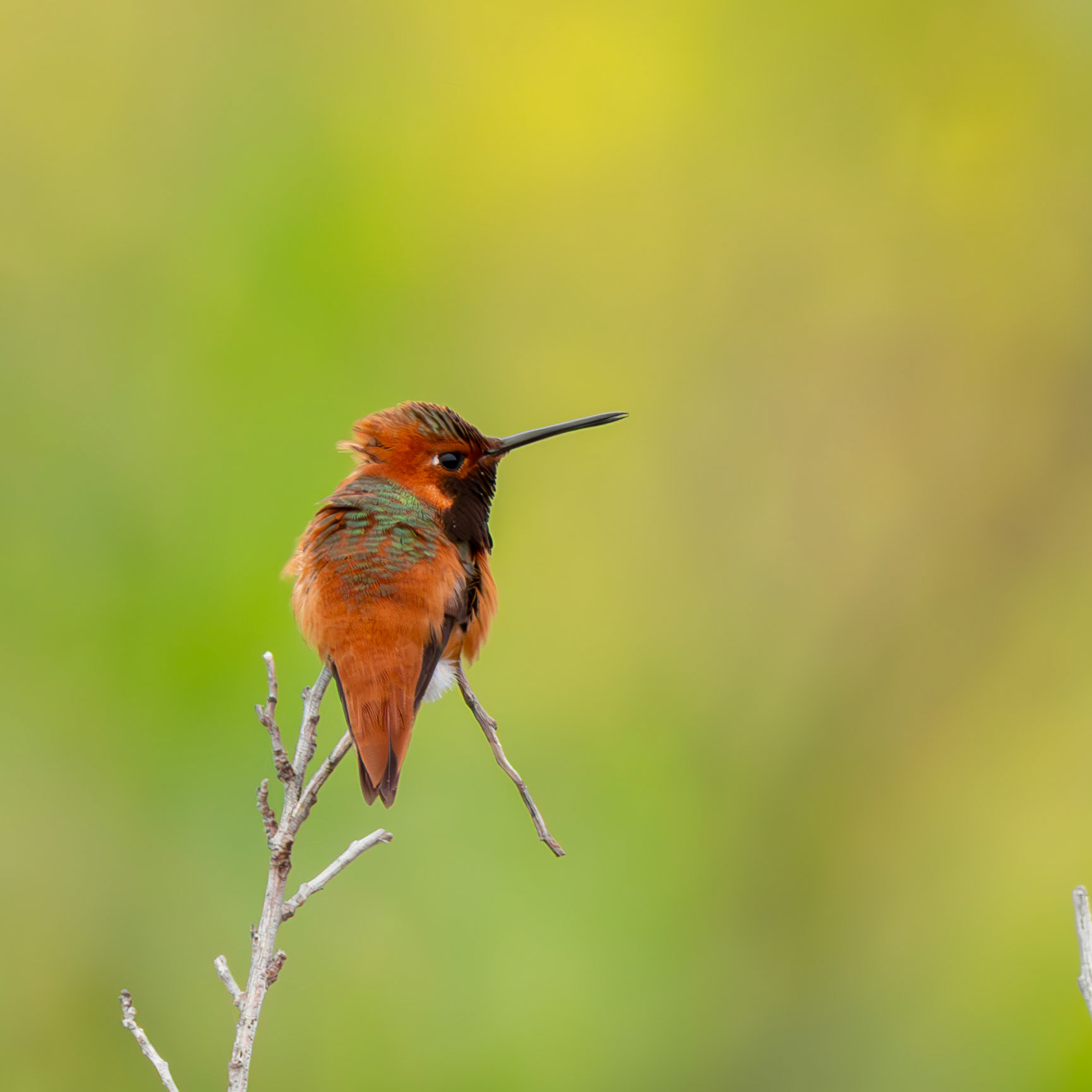Allen's Hummingbird