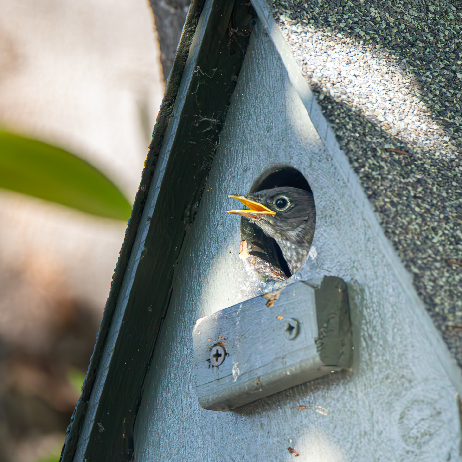 Western Bluebird