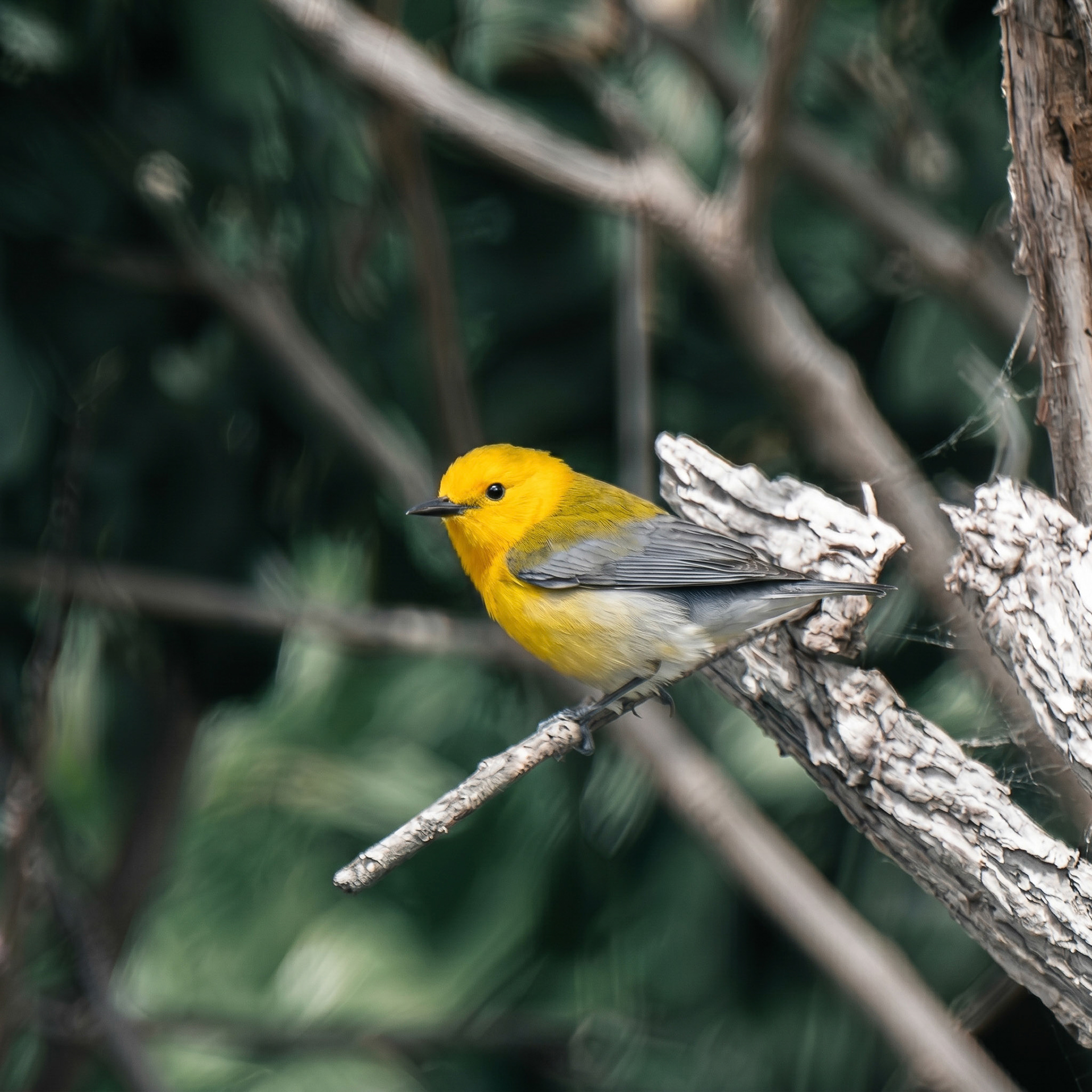 Prothonotary Warbler