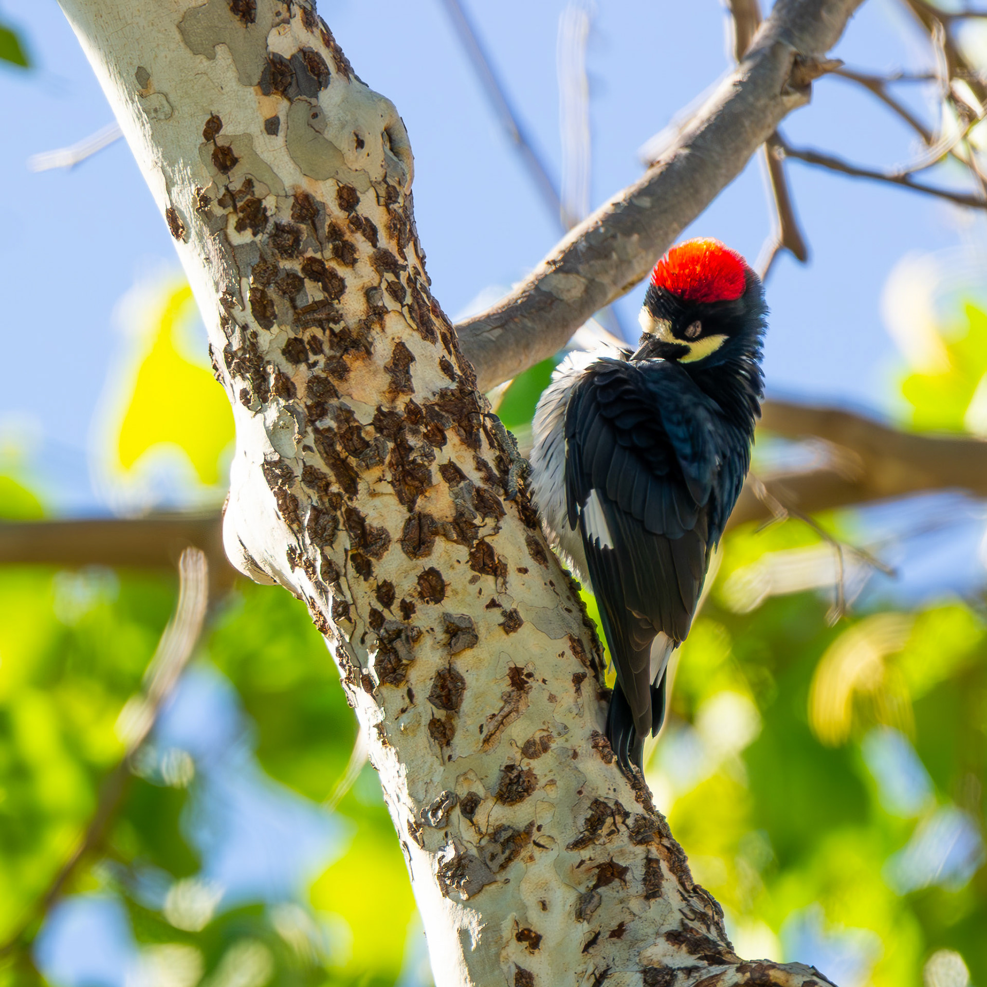 Acorn Woodpecker