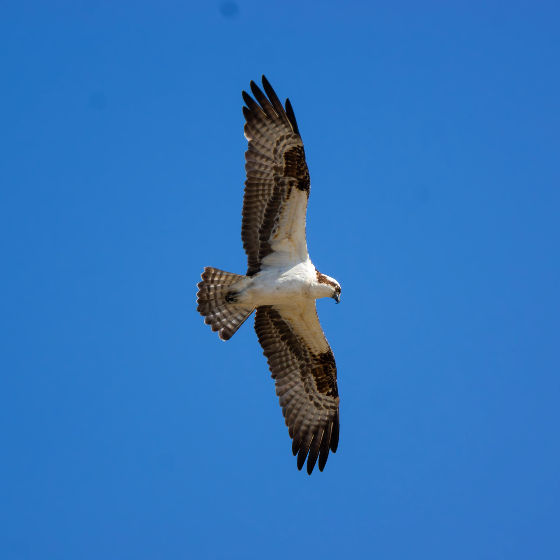 Osprey