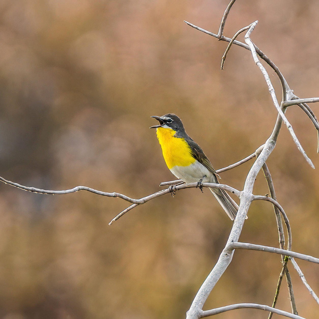 Yellow-breasted Chat