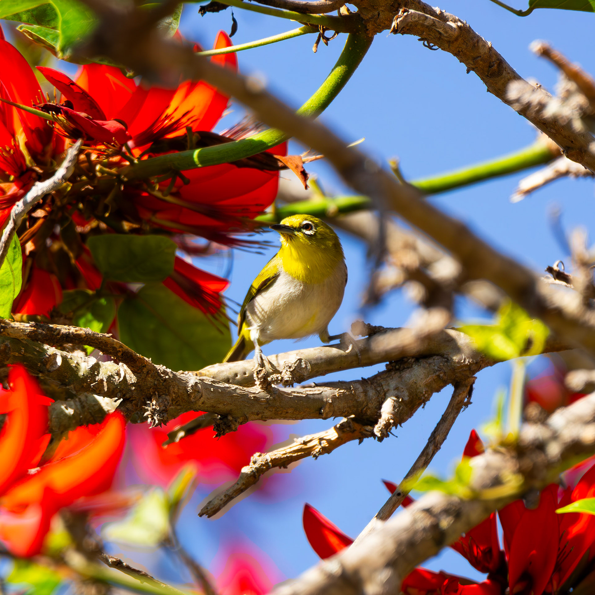 Warbling White-Eye