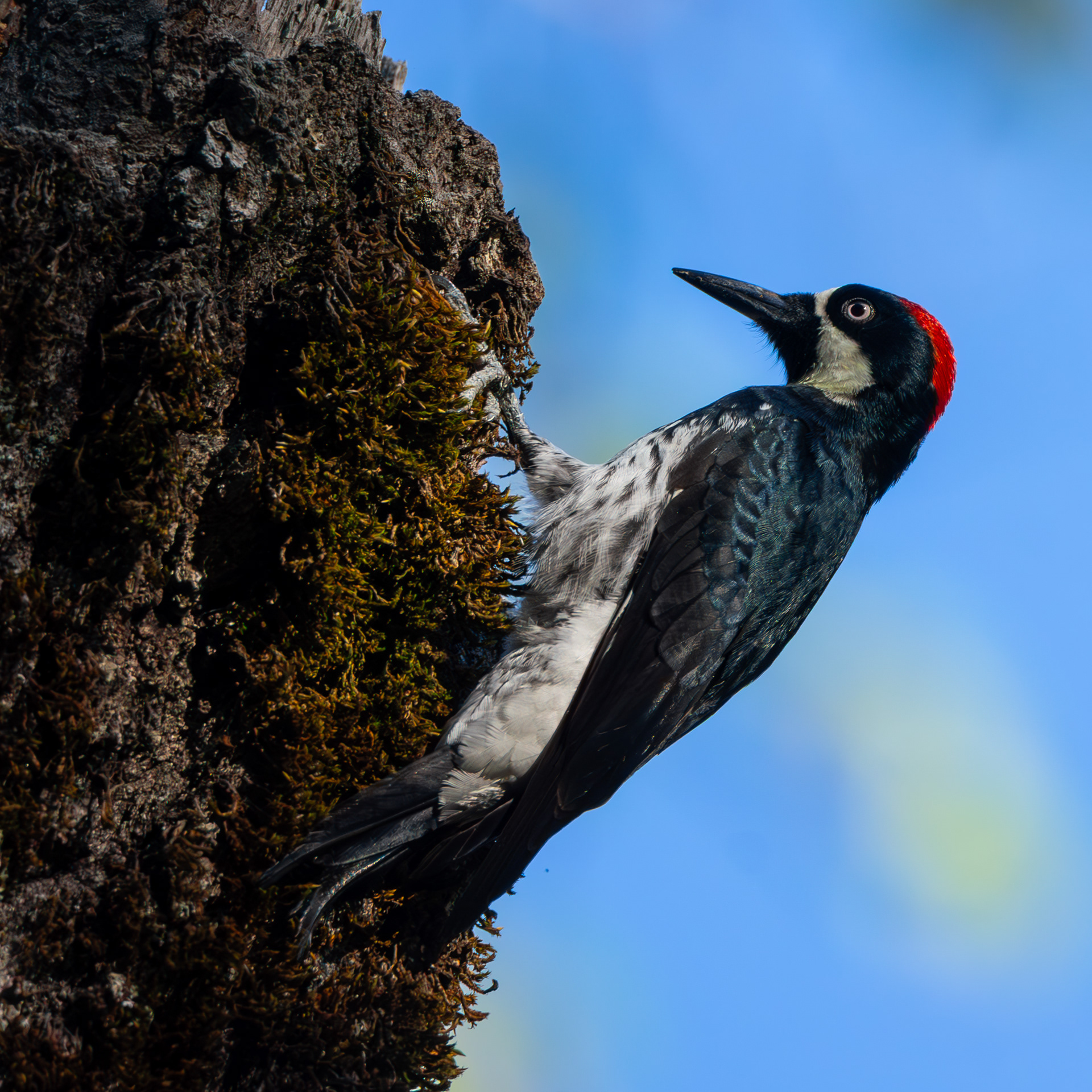 Acorn Woodpecker