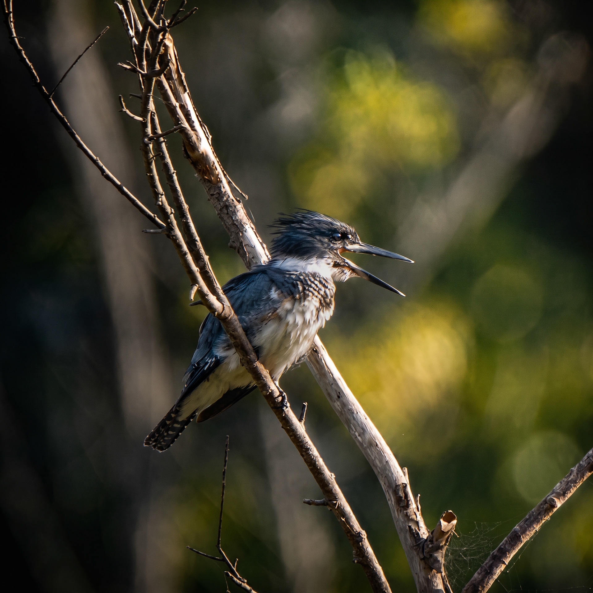 Belted Kingfisher