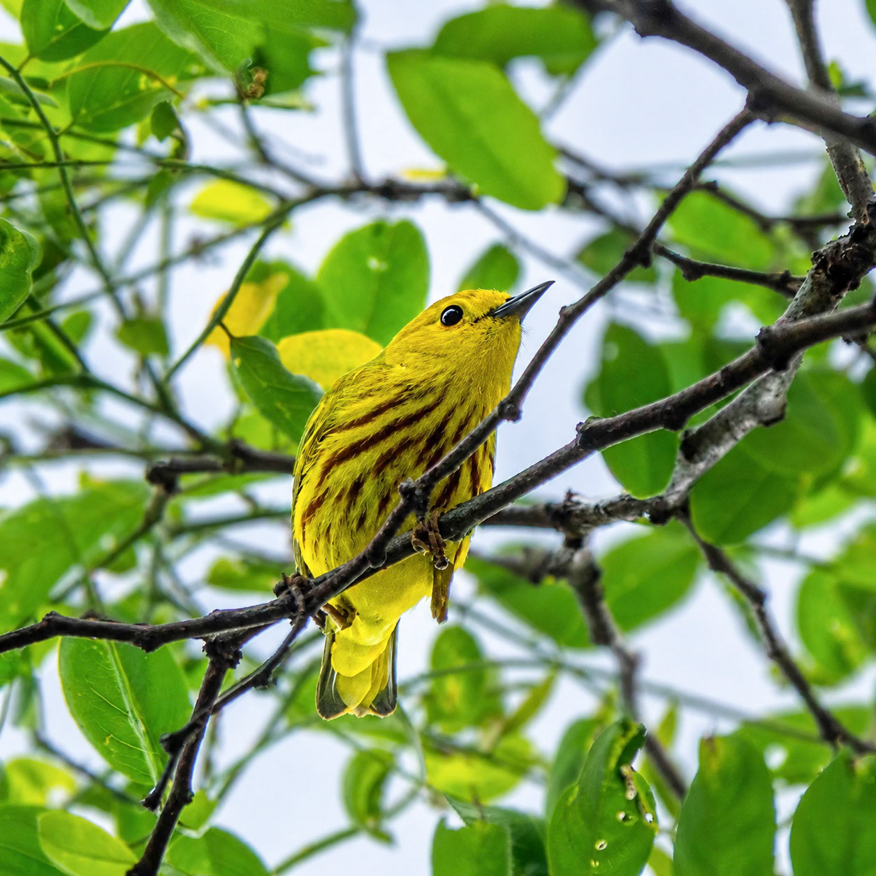 Northern Yellow Warbler