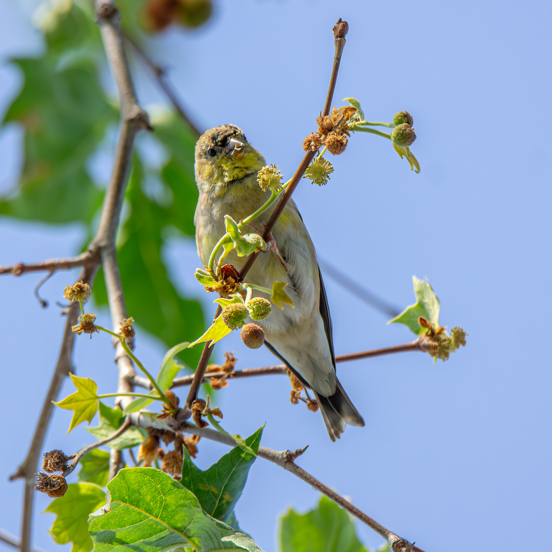 American Goldfinch