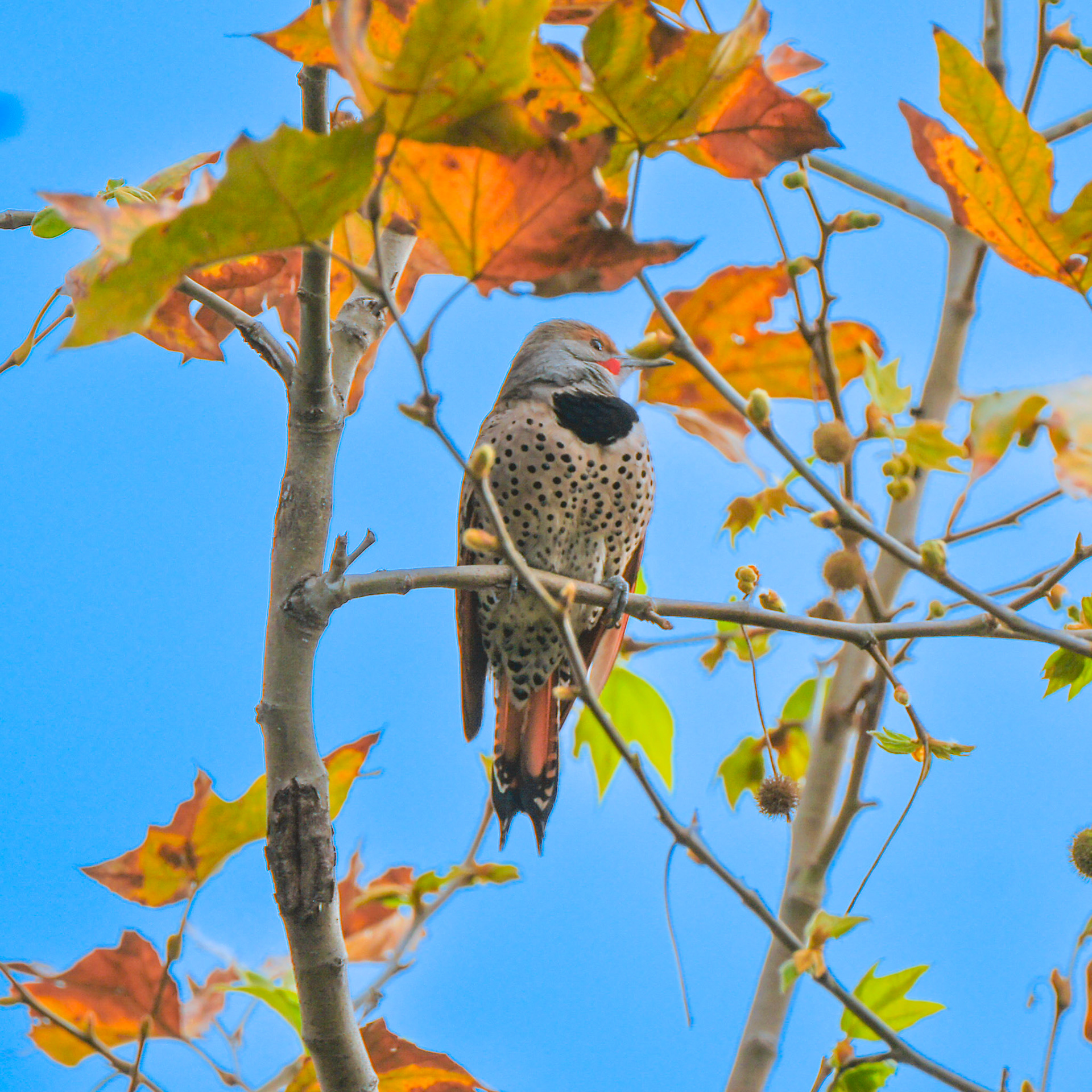 Northern Flicker