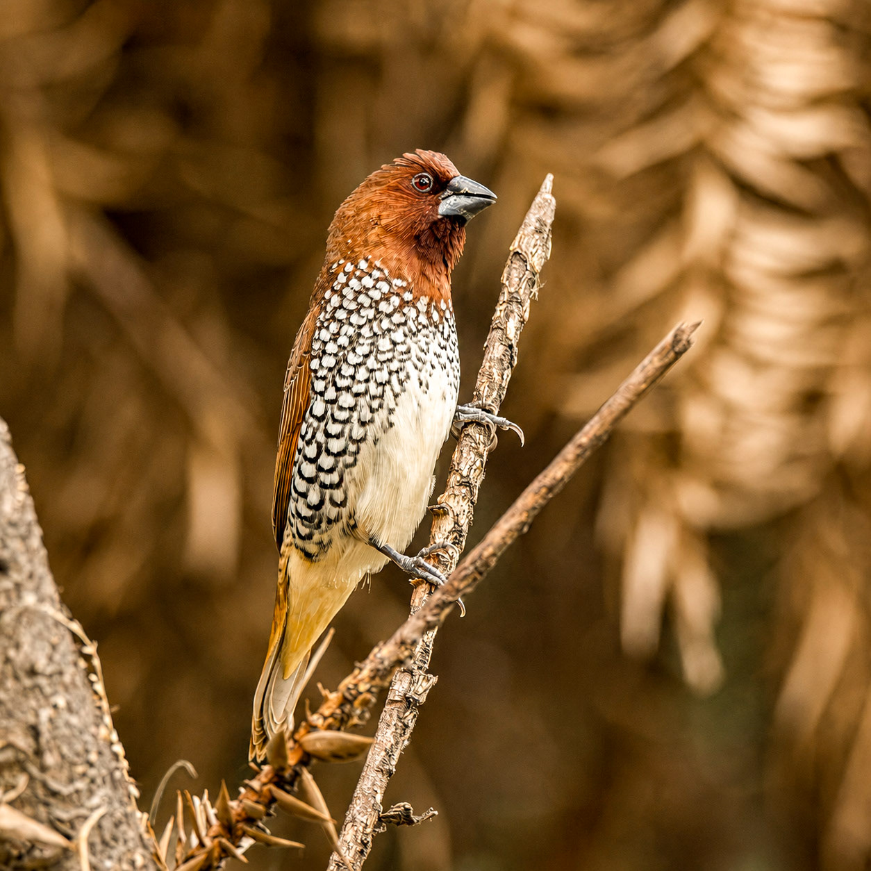 Scaly-Breasted Munia