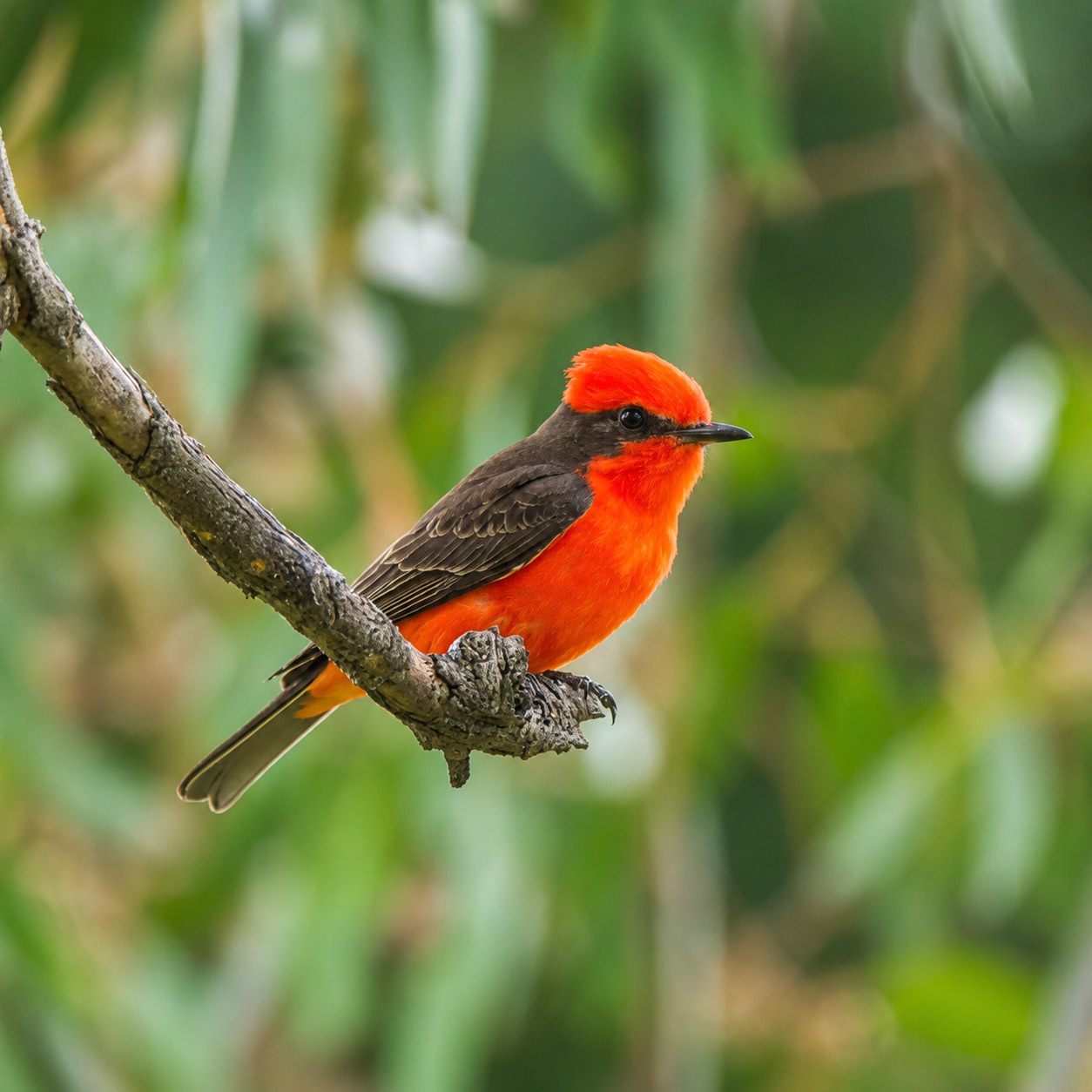 Vermillion Flycatcher