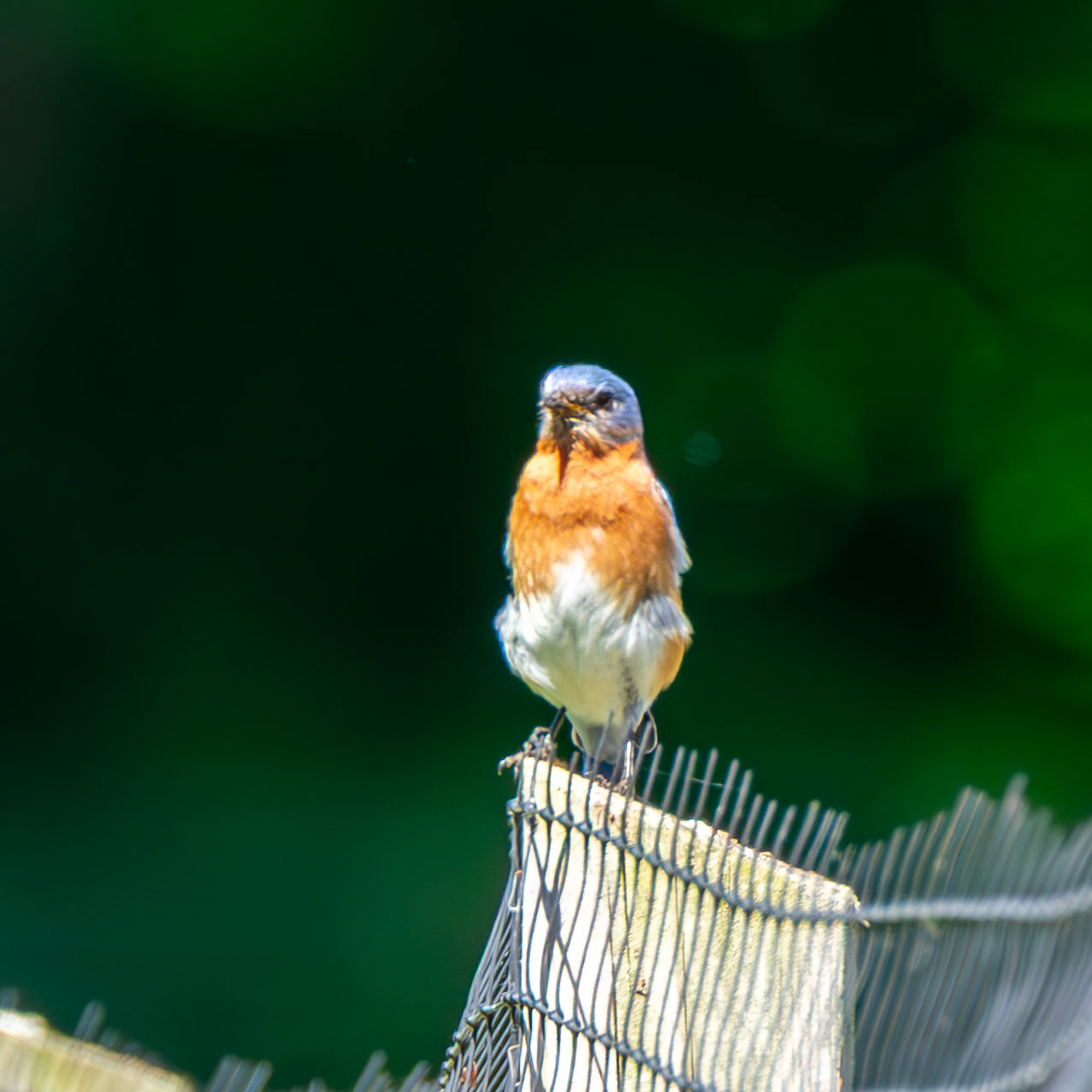 Eastern Bluebird