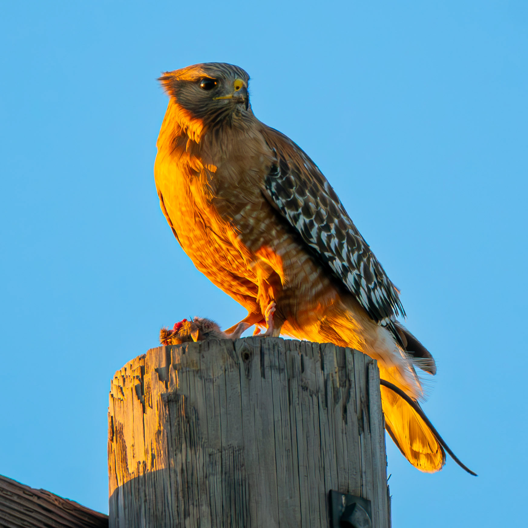 Red-Shouldered Hawk