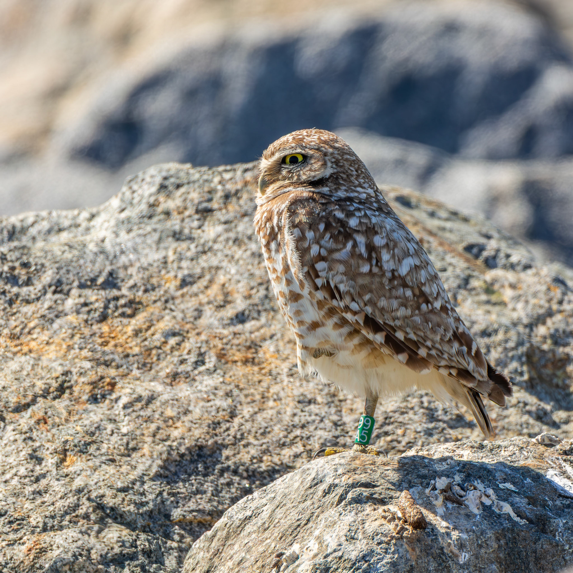 Burrowing Owl