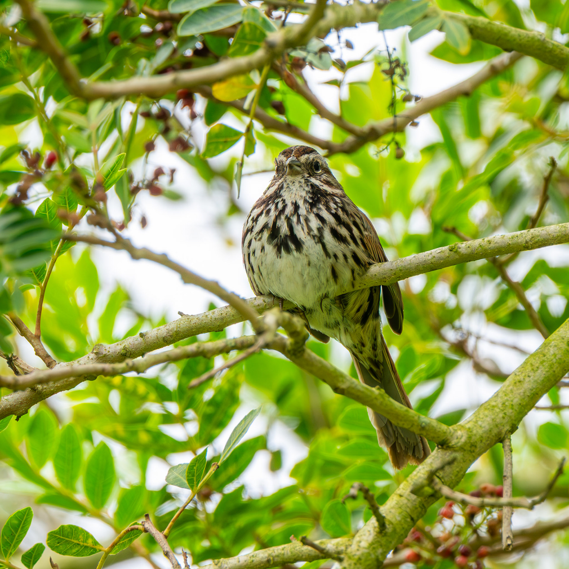 Song Sparrow
