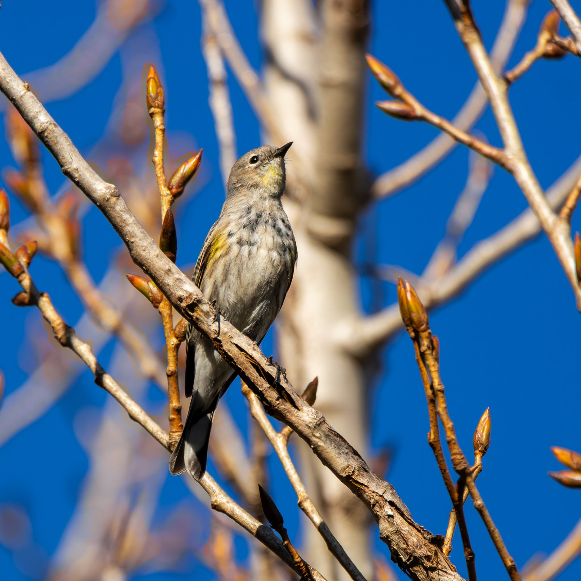 Myrtle Warbler