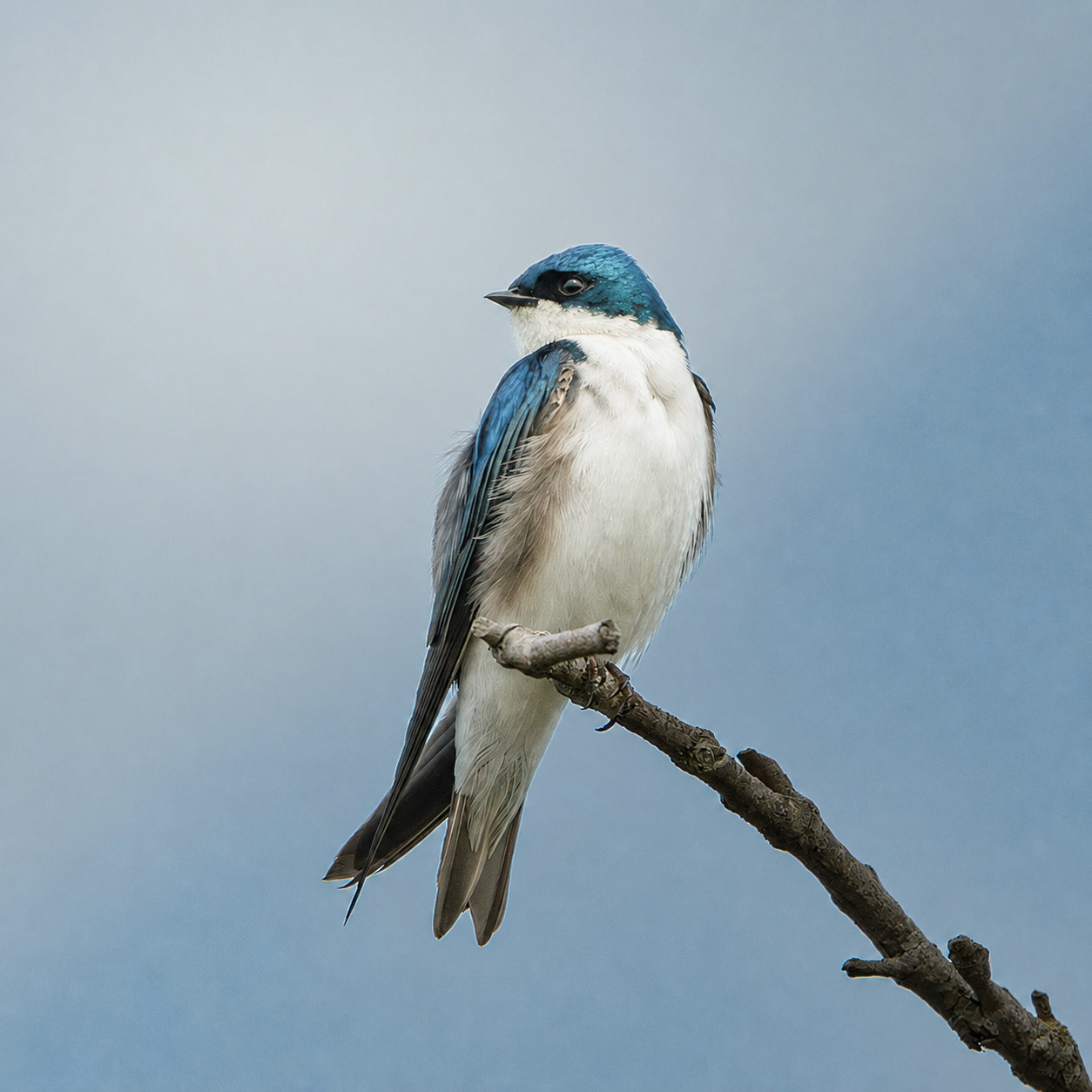 Tree Swallow